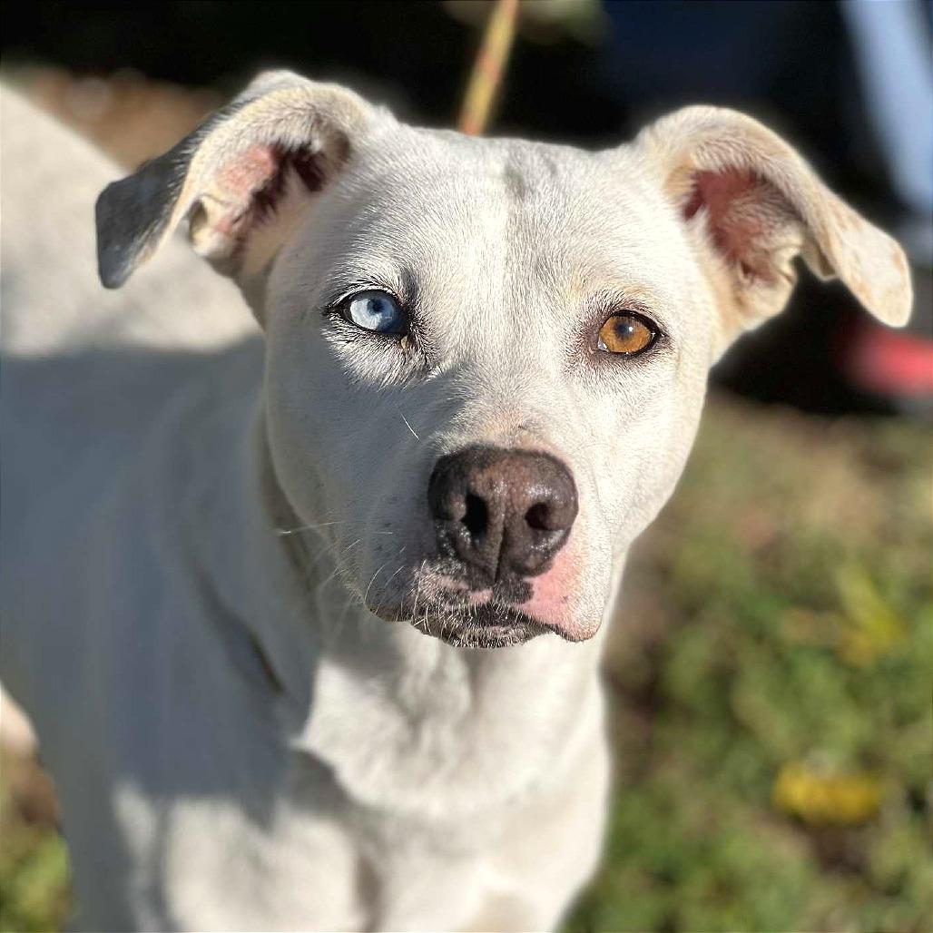 Enlarge Missy May, a Adoptable Mixed Breed in Huntington, WV image 3/4