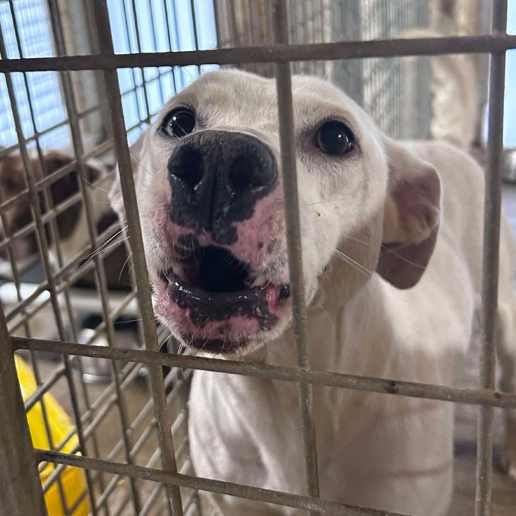 Enlarge Missy May, a Adoptable Mixed Breed in Huntington, WV image 4/4