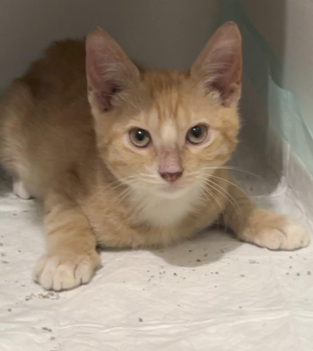 Enlarge Fanta, a Adopted Domestic Short Hair in Round Rock, TX image 1/1