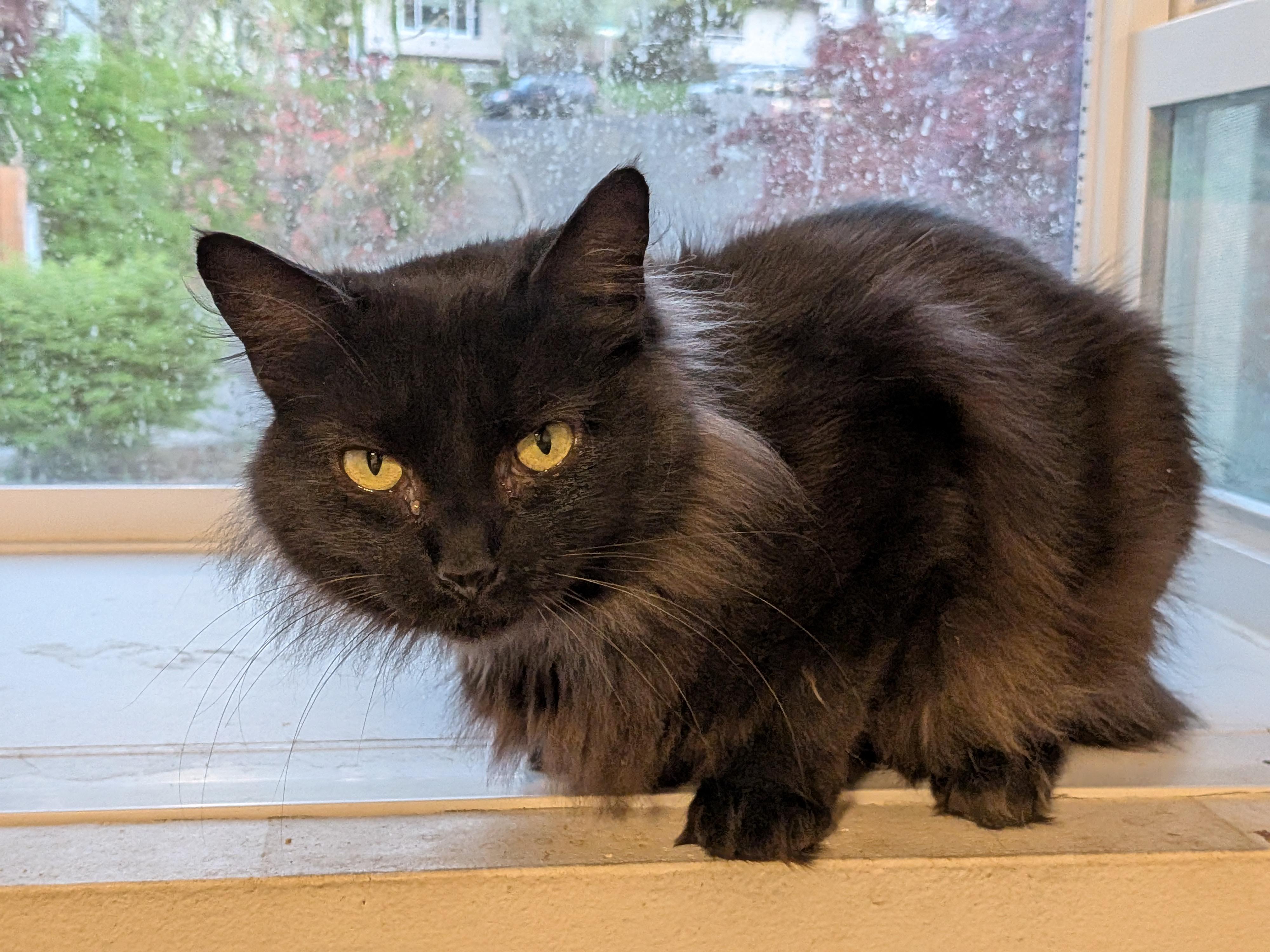 Andromeda, a Adopted Domestic Long Hair in The Dalles, OR image 2/5