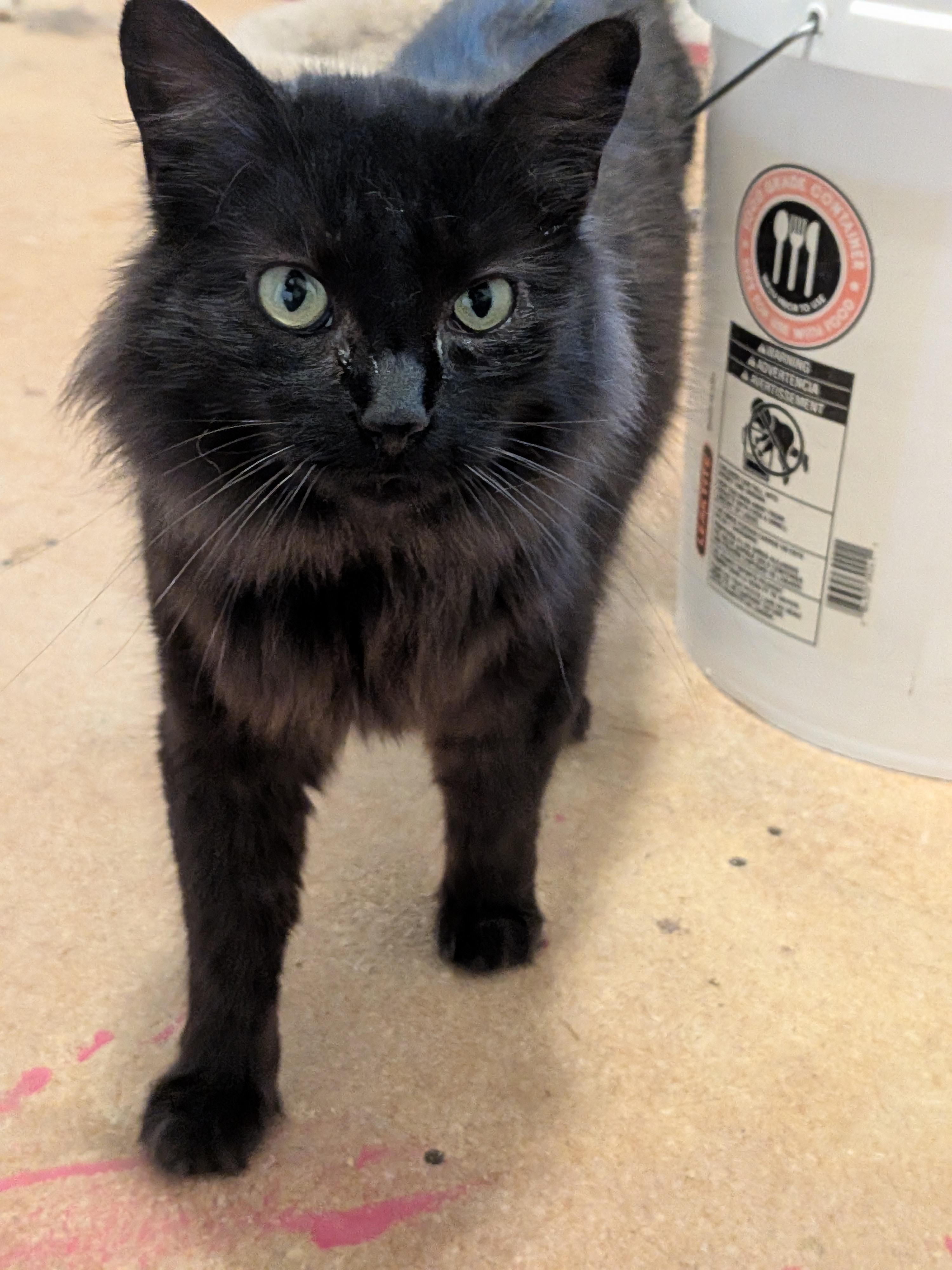 Andromeda, a Adopted Domestic Long Hair in The Dalles, OR image 3/5