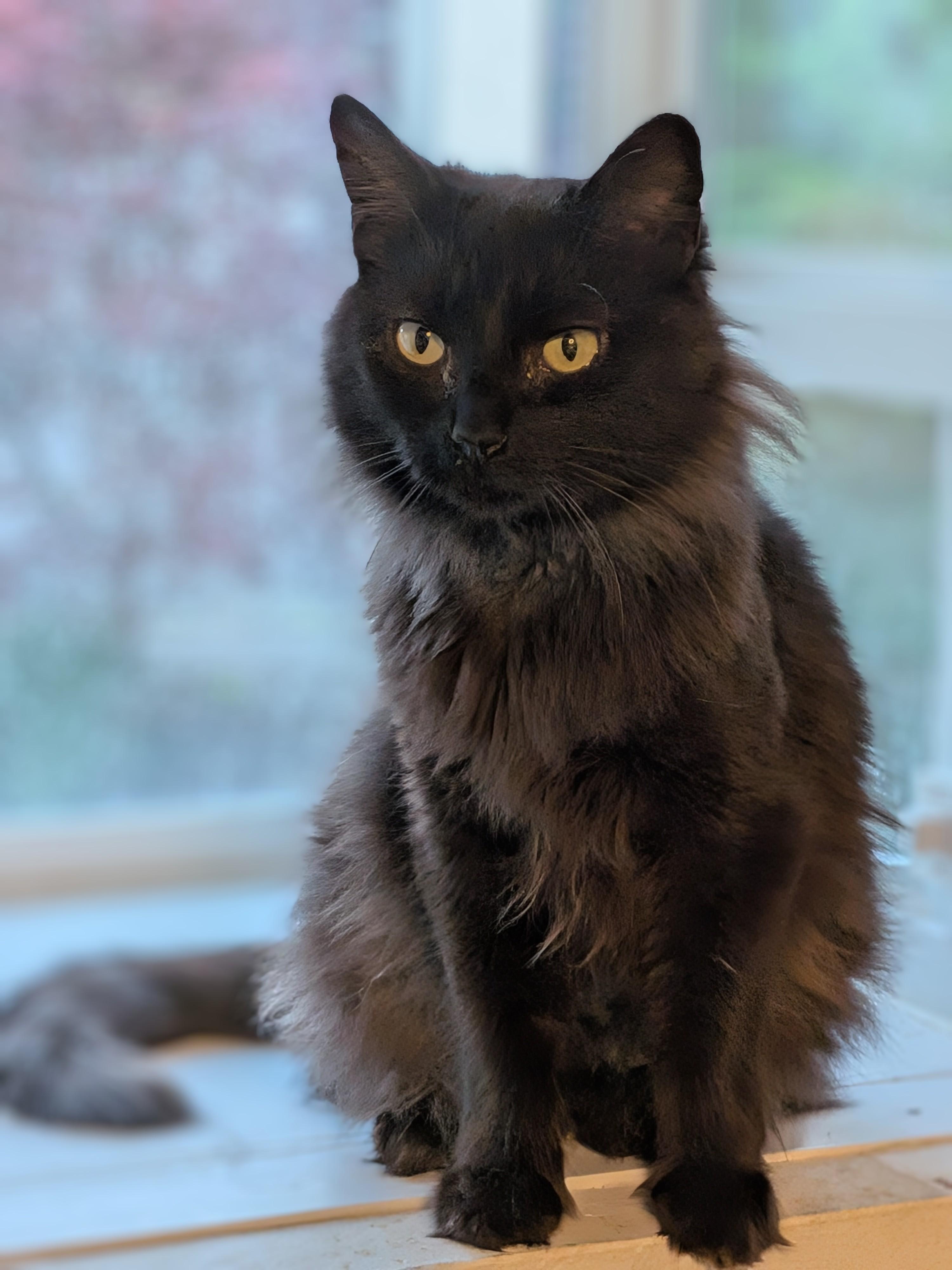 Andromeda, Adopted, Young Female Domestic Long Hair.
