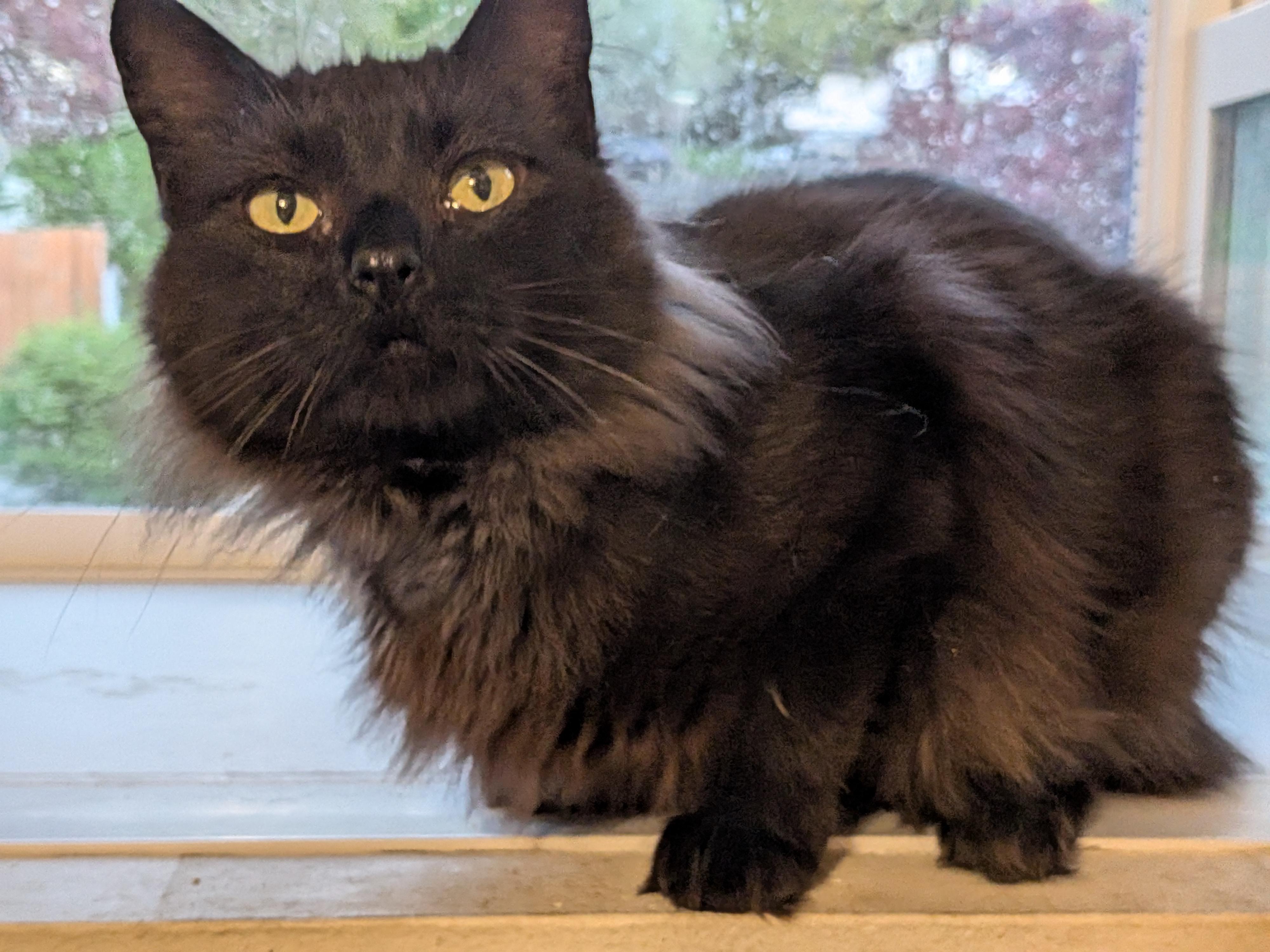 Andromeda, a Adopted Domestic Long Hair in The Dalles, OR image 4/5