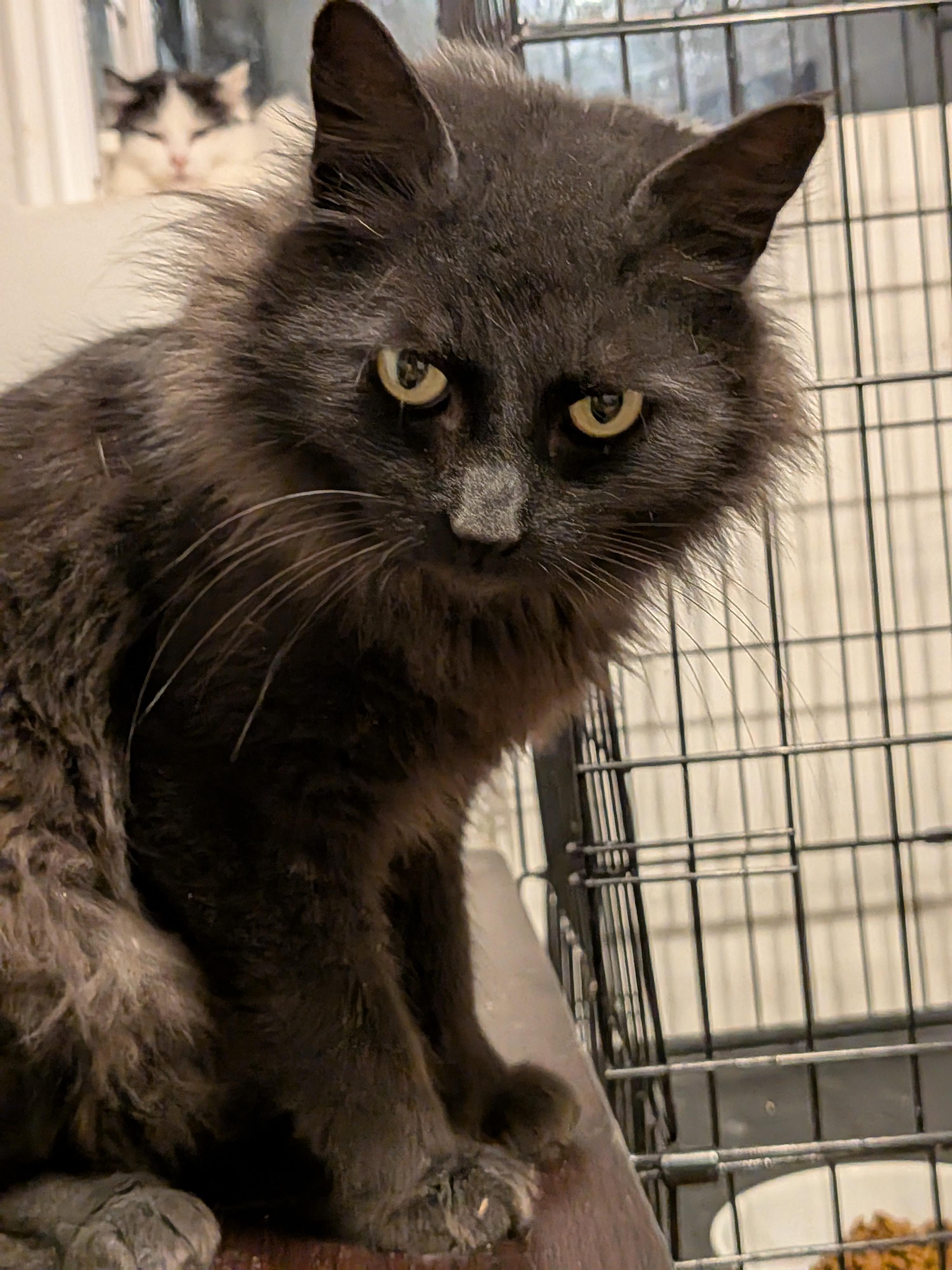 Andromeda, a Adopted Domestic Long Hair in The Dalles, OR image 5/5