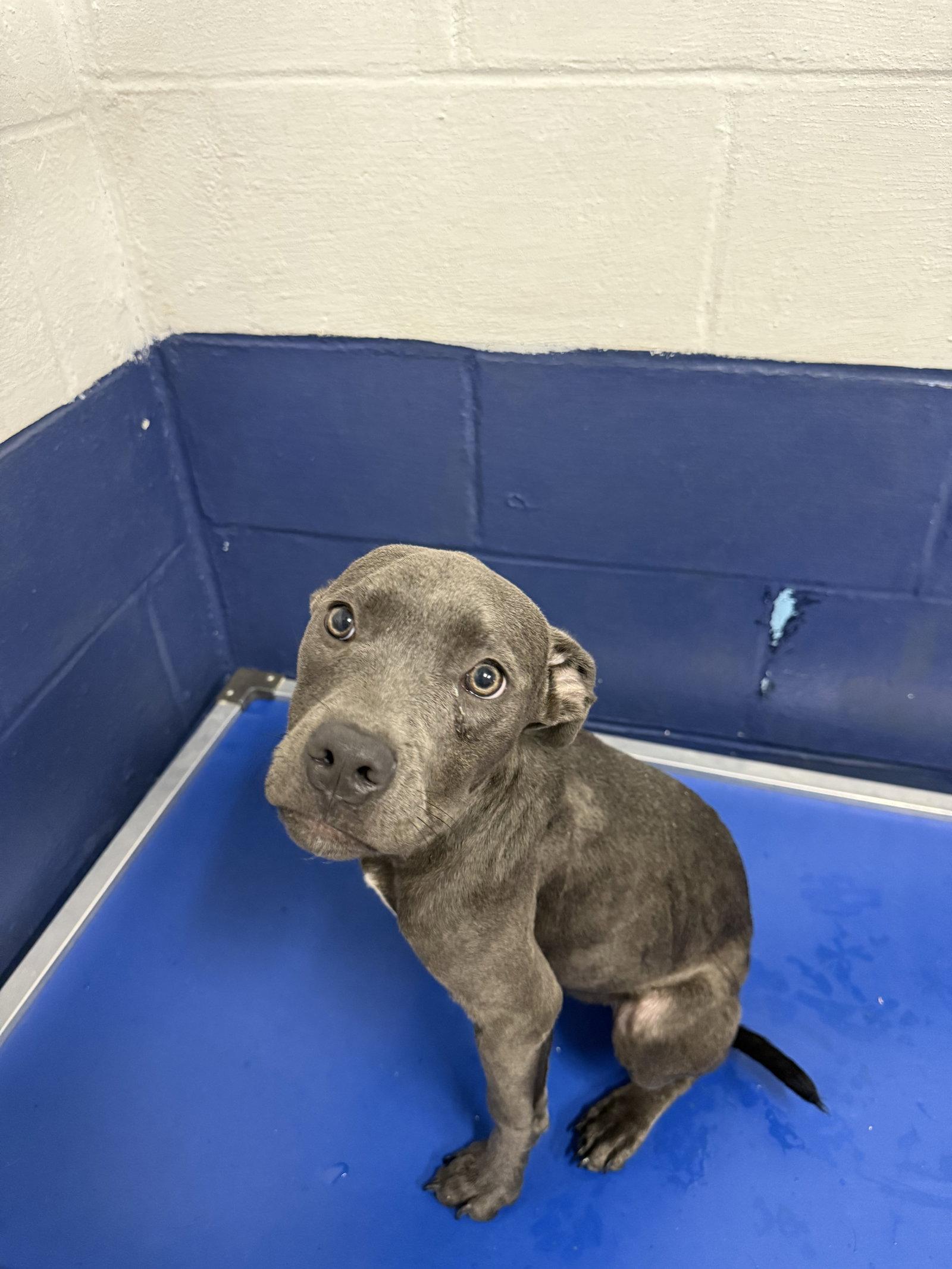 Blueberry 3 months AVA9/23, Adopted, Young Female Terrier.