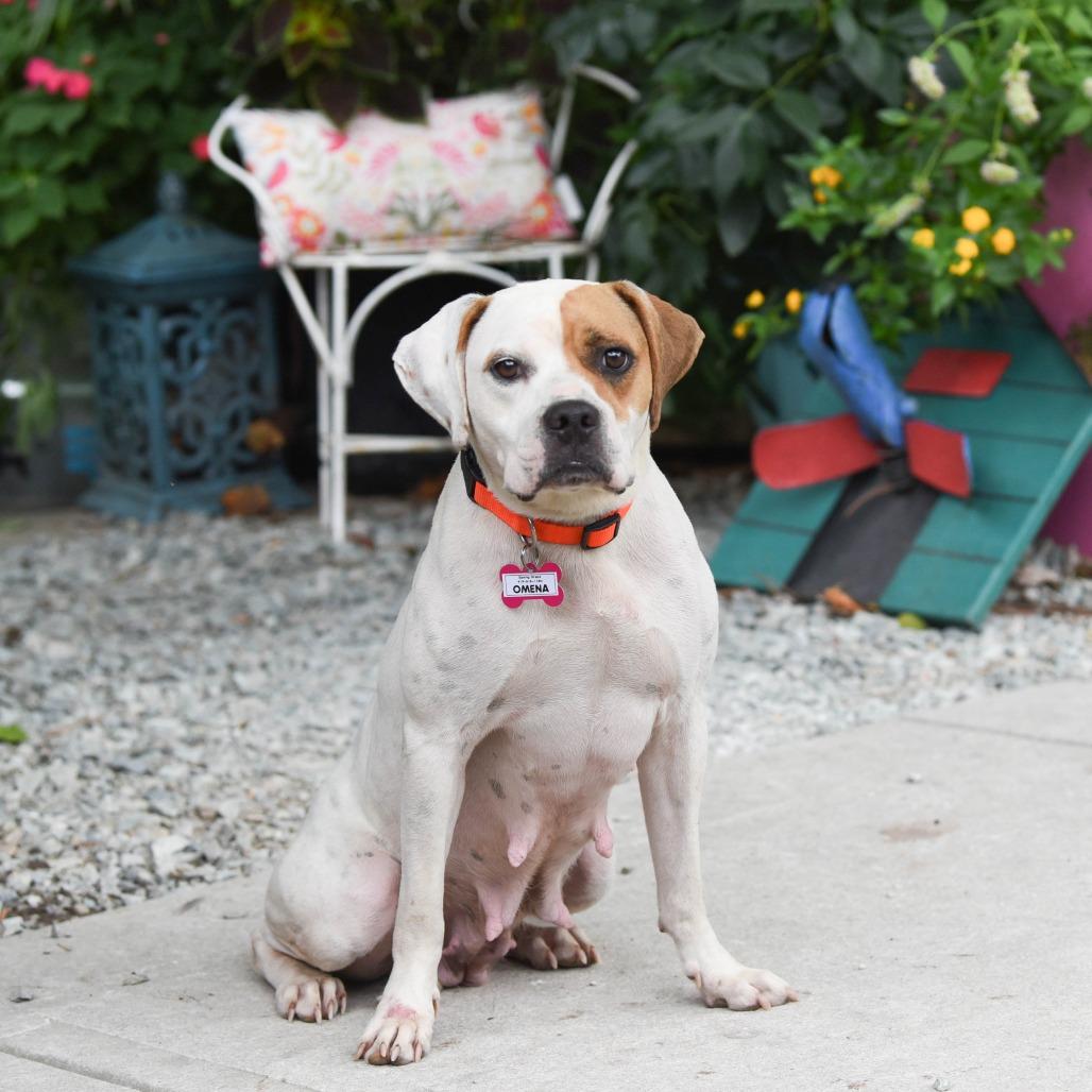 Enlarge Omena, a Adoptable Boxer in Wake Forest, NC image 2/6