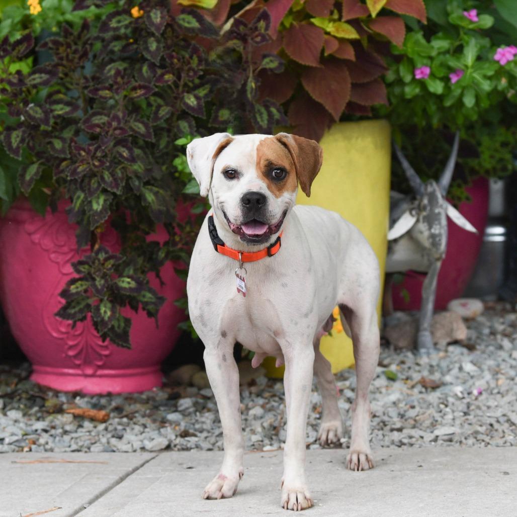 Enlarge Omena, a Adoptable Boxer in Wake Forest, NC image 3/6