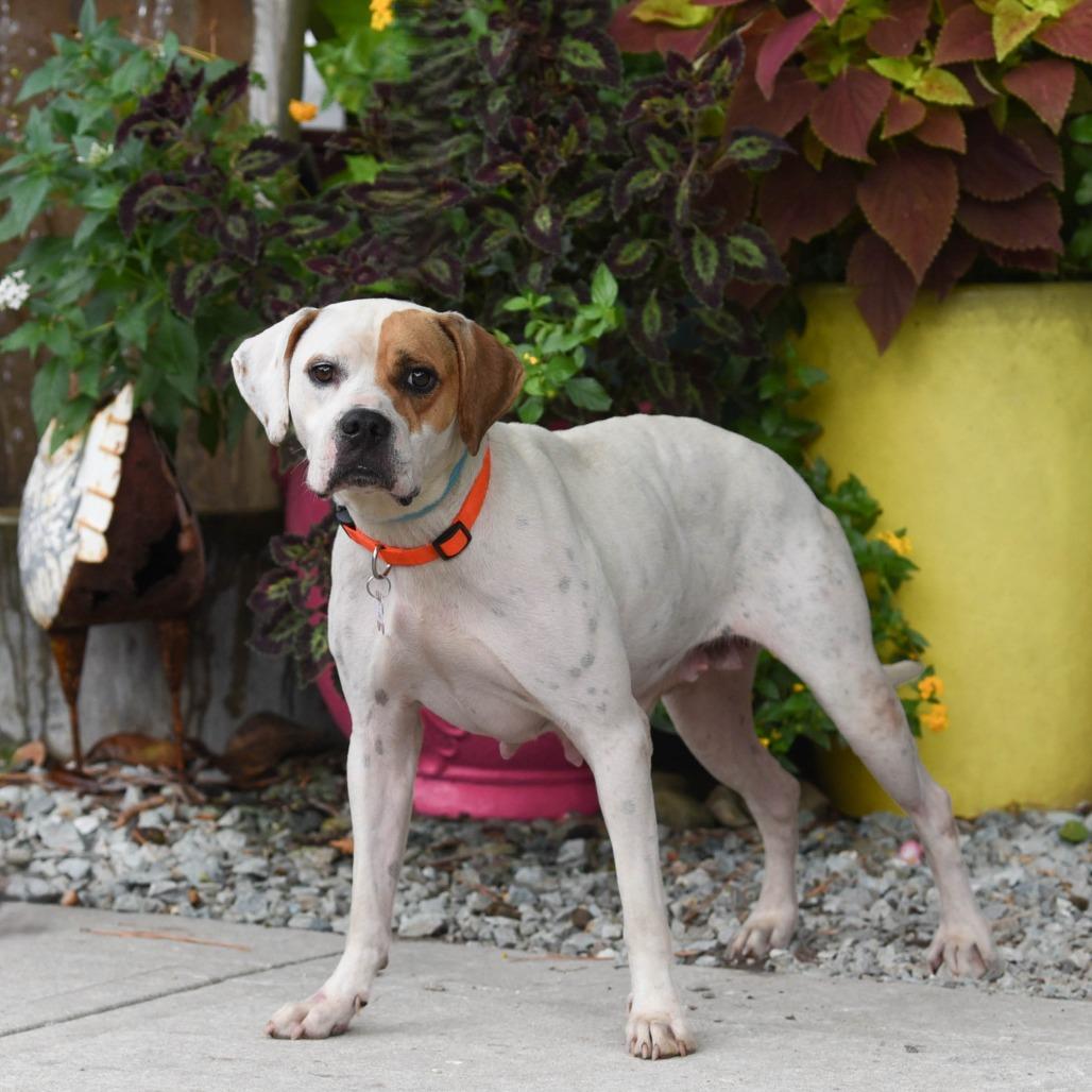 Enlarge Omena, a Adoptable Boxer in Wake Forest, NC image 4/6