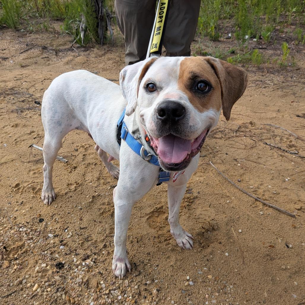 Enlarge Omena, a Adoptable Boxer in Wake Forest, NC image 6/6