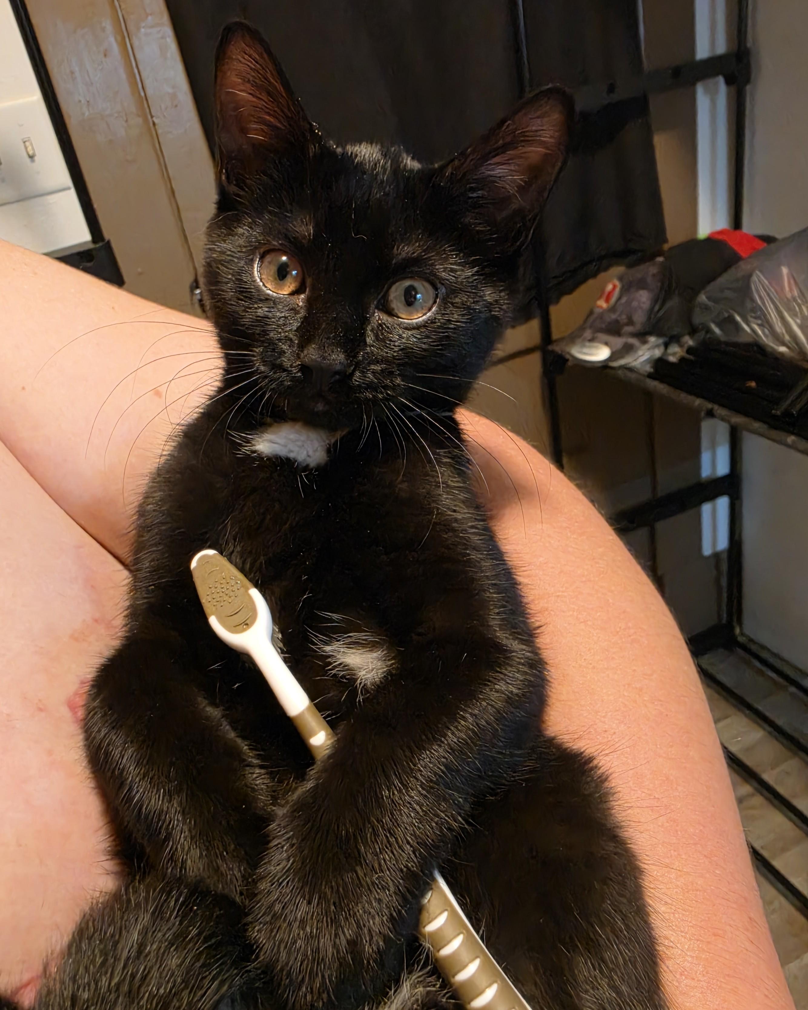 Nora Jean, Adoptable, Kitten Female Domestic Short Hair.
