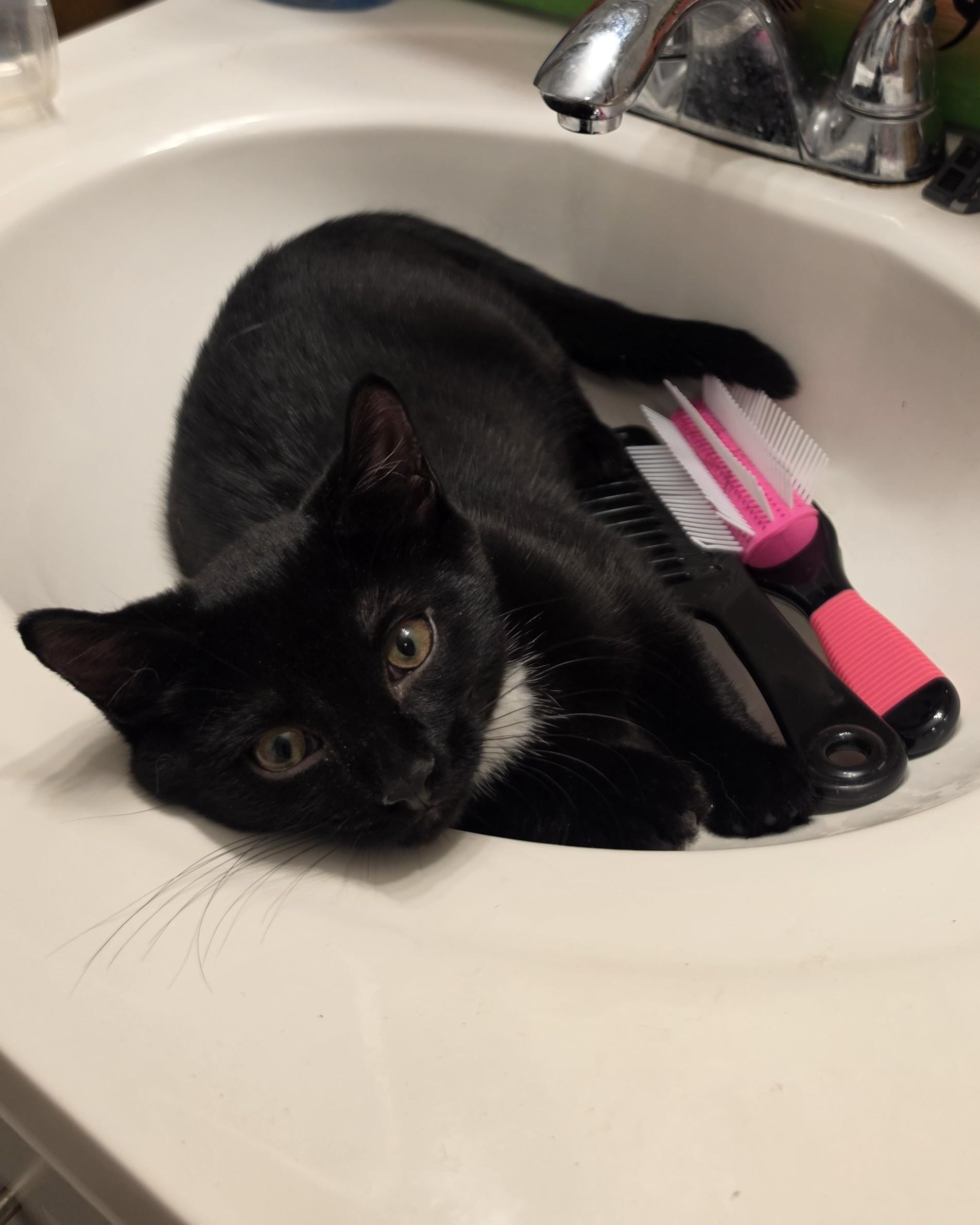 Enlarge Nora Jean, a Adoptable Domestic Short Hair in Seneca, PA image 4/5