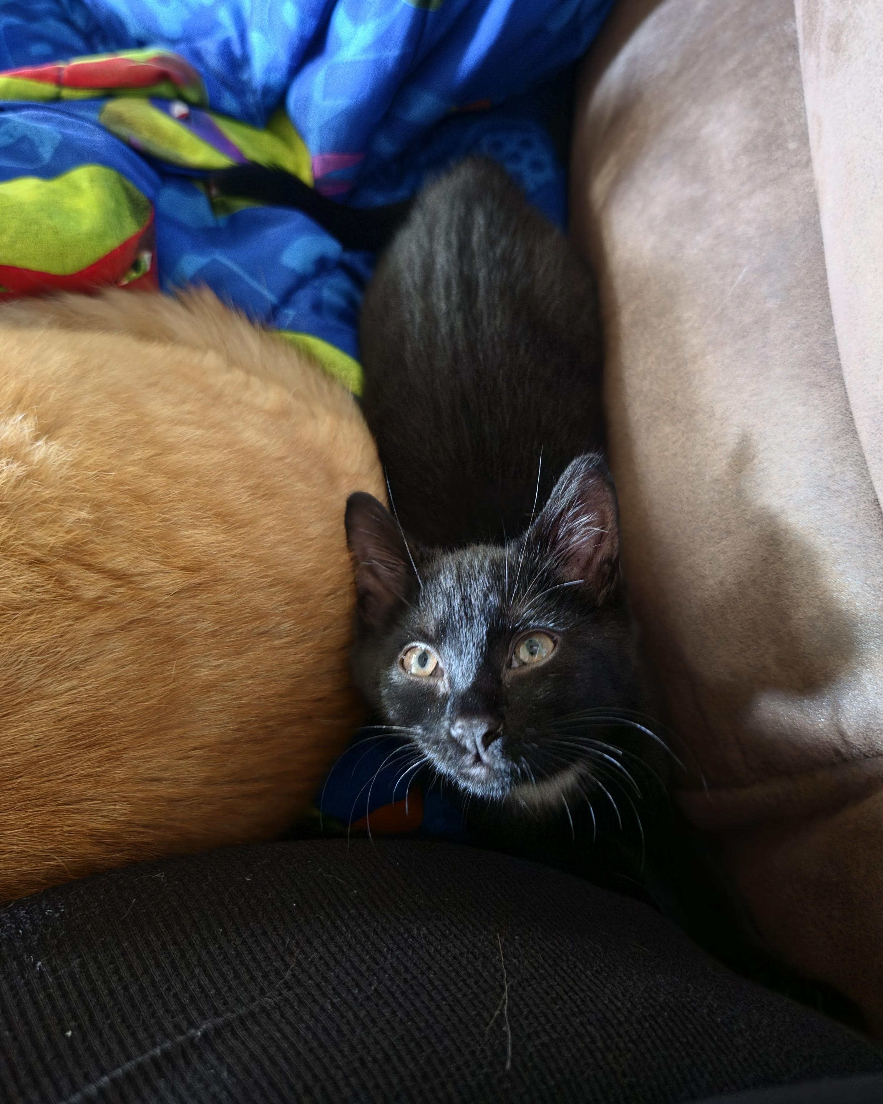 Enlarge Nora Jean, a Adoptable Domestic Short Hair in Seneca, PA image 2/5