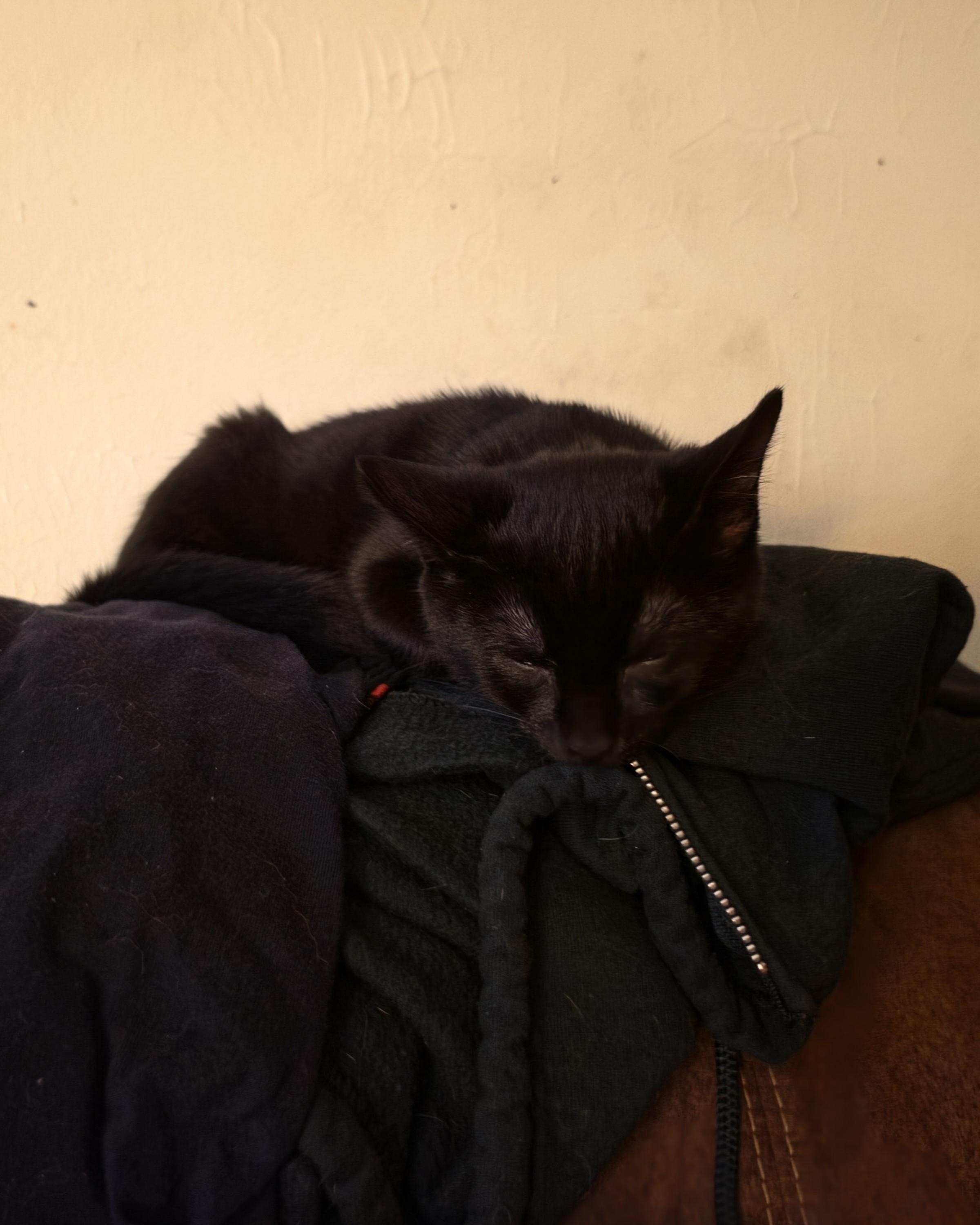 Enlarge Nora Jean, a Adoptable Domestic Short Hair in Seneca, PA image 3/5