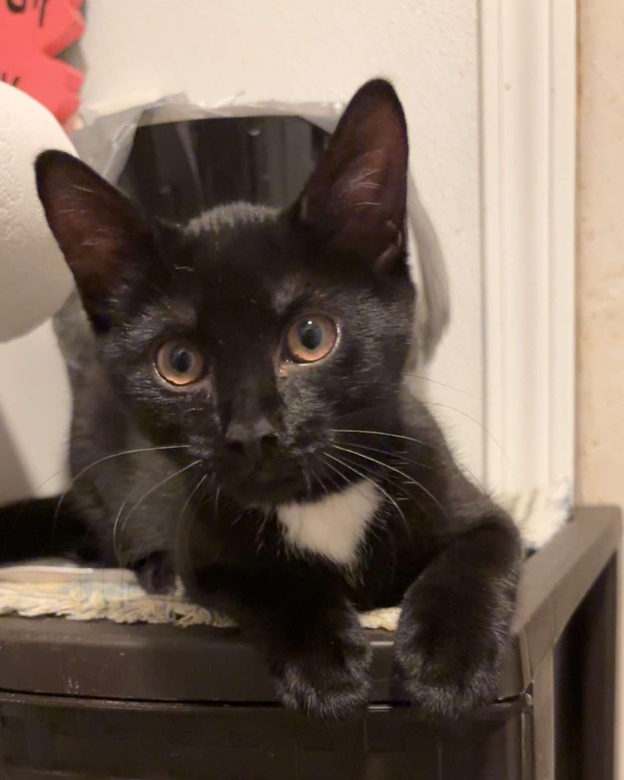 Enlarge Nora Jean, a Adoptable Domestic Short Hair in Seneca, PA image 5/5