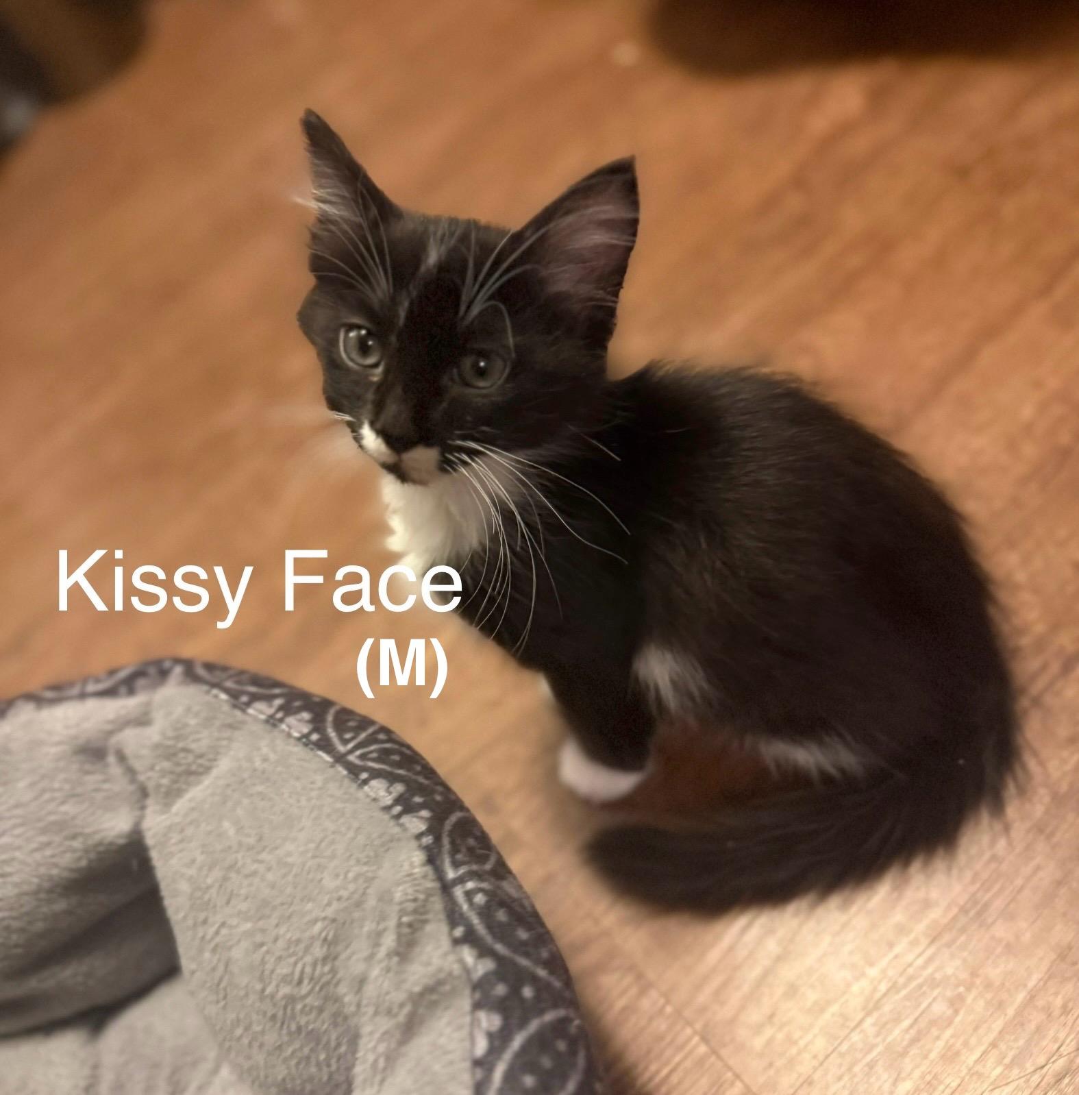 Enlarge Kissy Face, a Adoptable Domestic Medium Hair in Mabank, TX image 1/3
