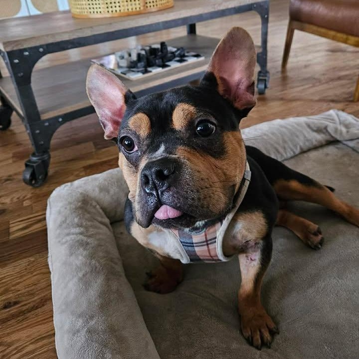 Mozey, adopted, Young Male French Bulldog & Bulldog.
