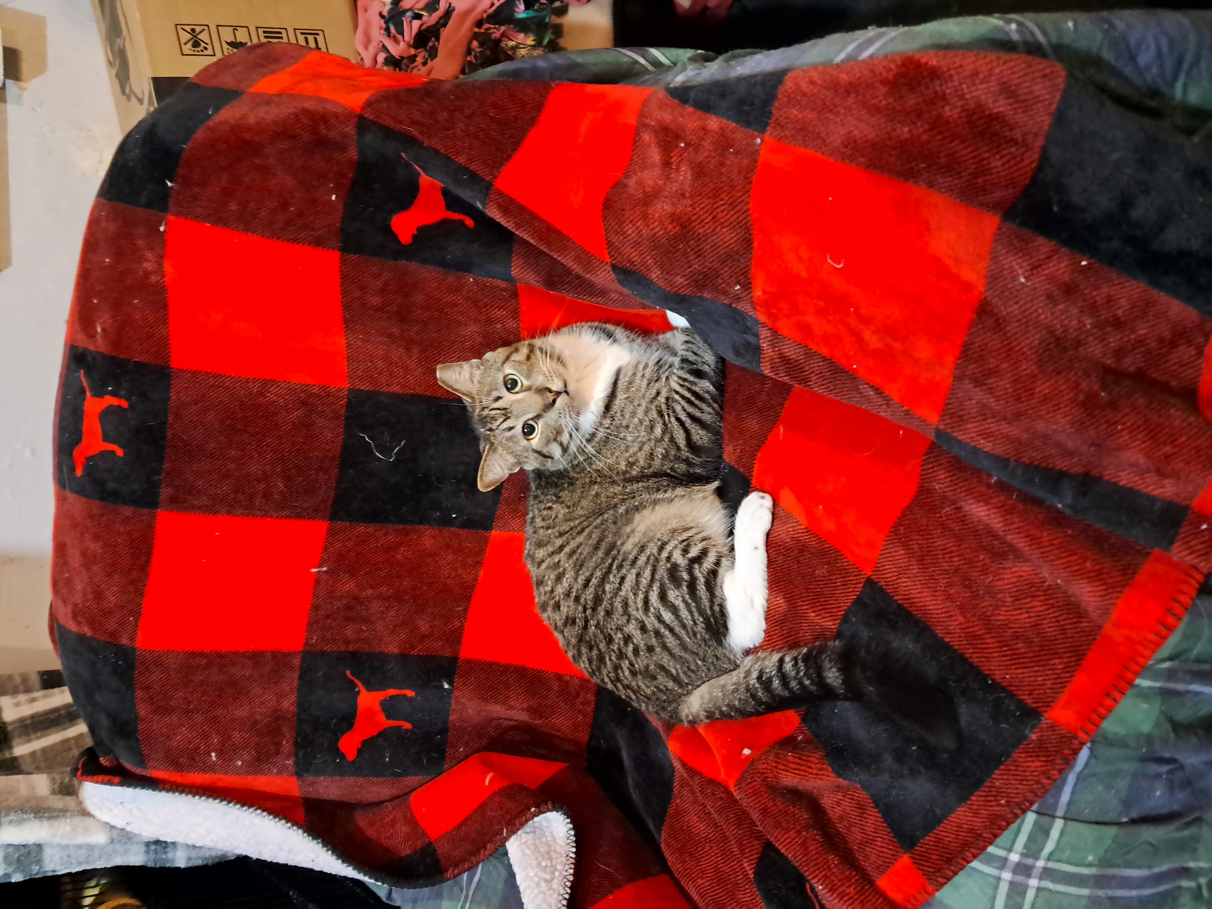 Starsky & Hutch, a Adoptable Domestic Short Hair in Nanticoke, PA image 1/6