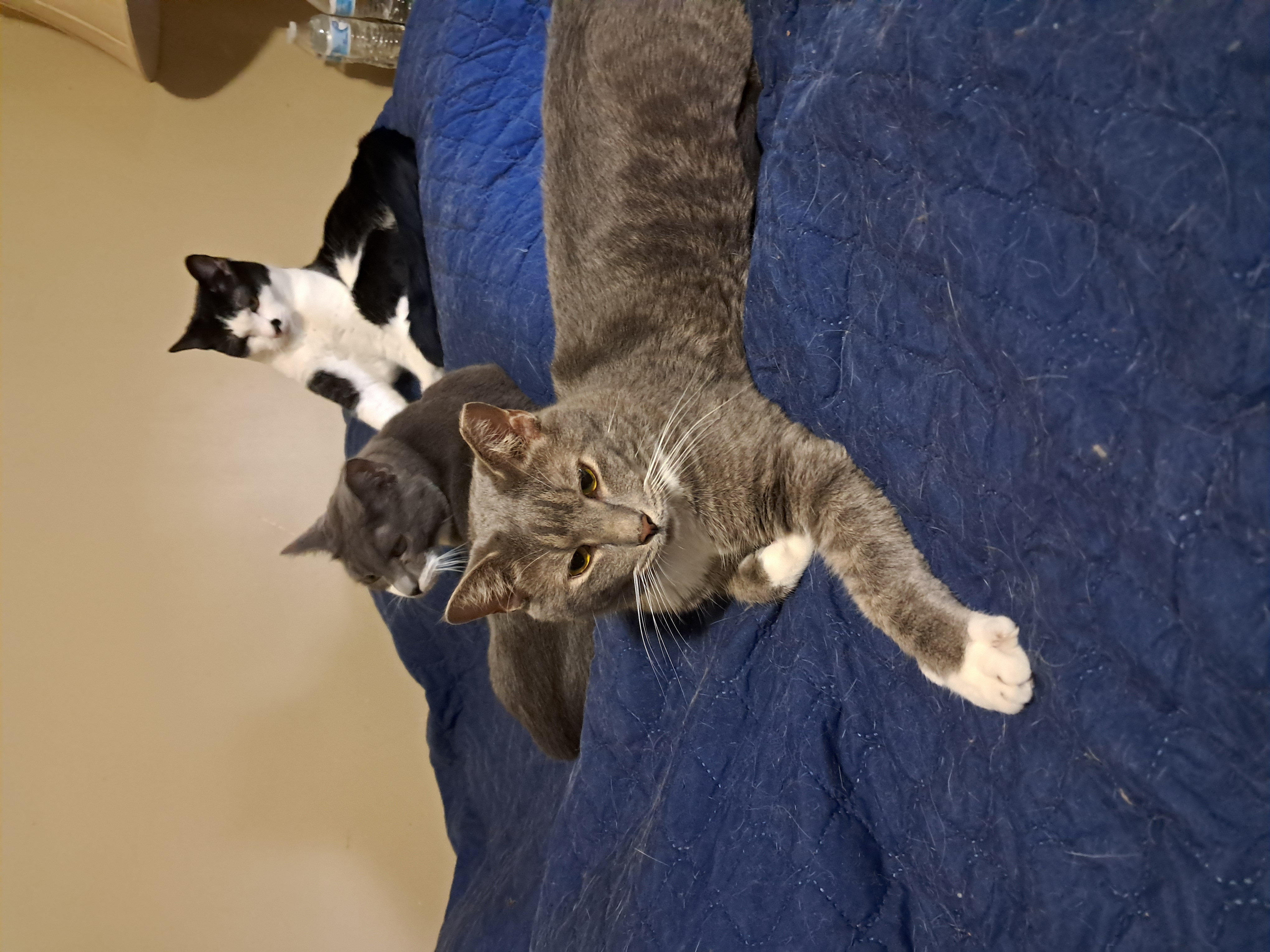 Starsky & Hutch, Adoptable, Adult Male Domestic Short Hair.