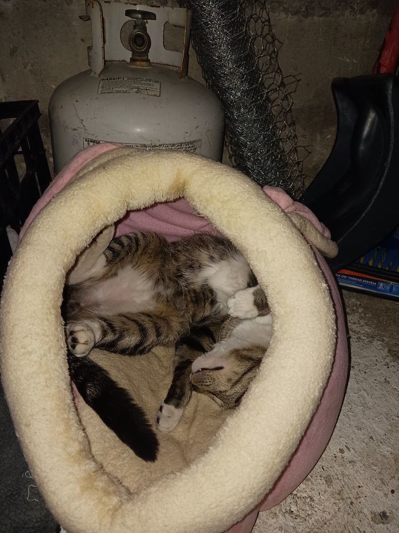 Starsky & Hutch, a Adoptable Domestic Short Hair in Nanticoke, PA image 4/6