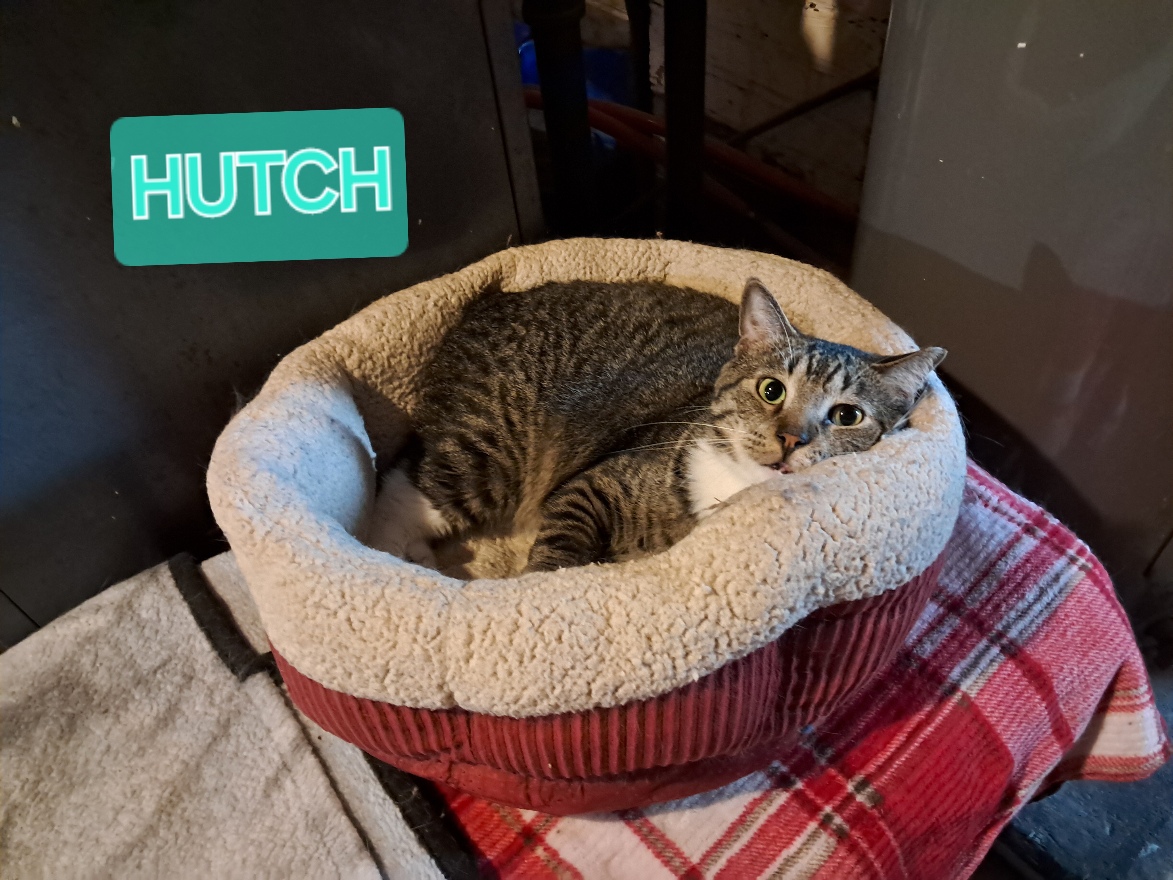 Starsky & Hutch, a Adoptable Domestic Short Hair in Nanticoke, PA image 5/6