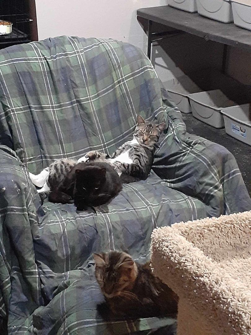 Starsky & Hutch, a Adoptable Domestic Short Hair in Nanticoke, PA image 6/6