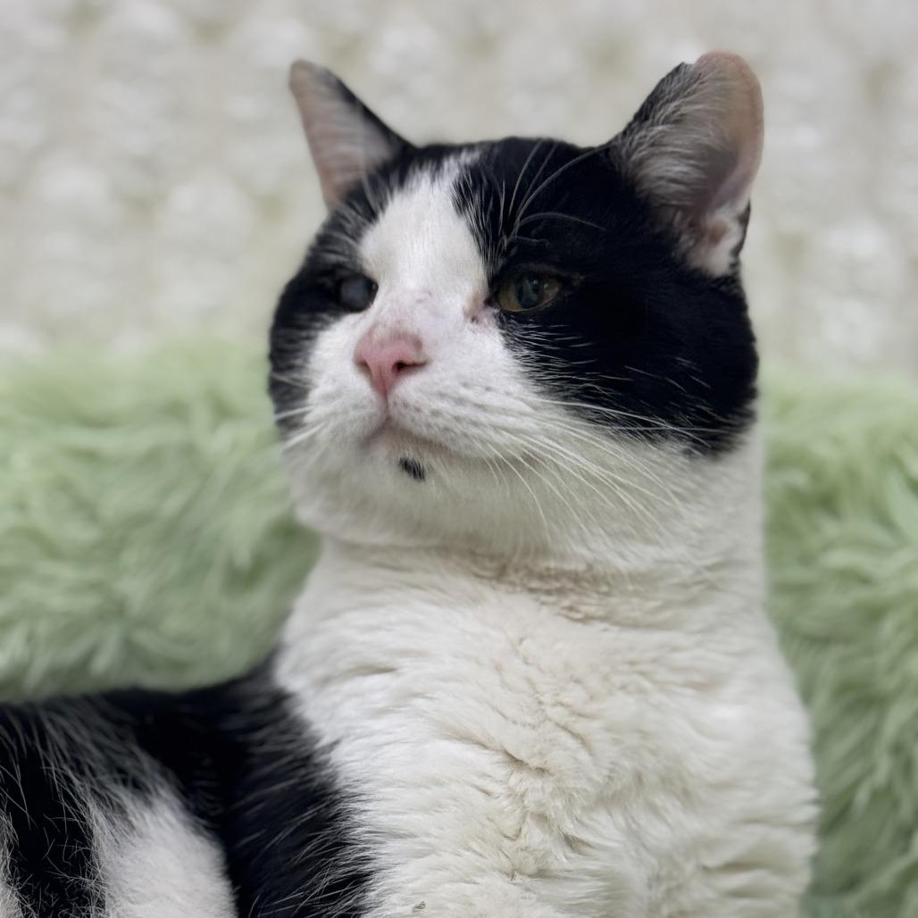 Mr. Bean — thumbnail 5