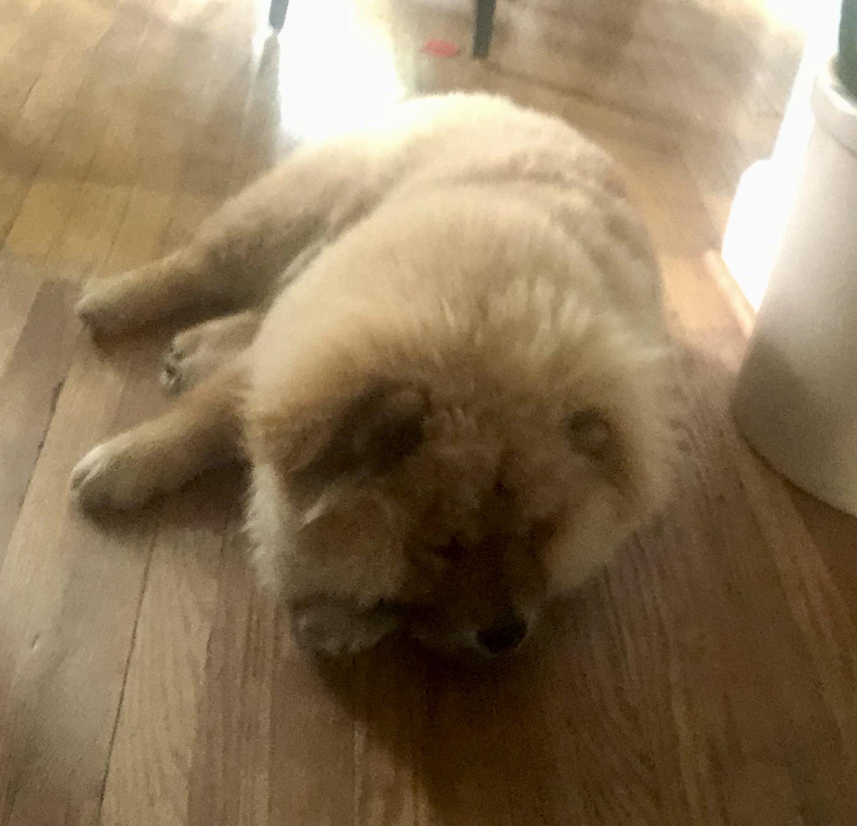 Luna, a Adoptable Chow Chow in Saint Louis, MO image 4/4