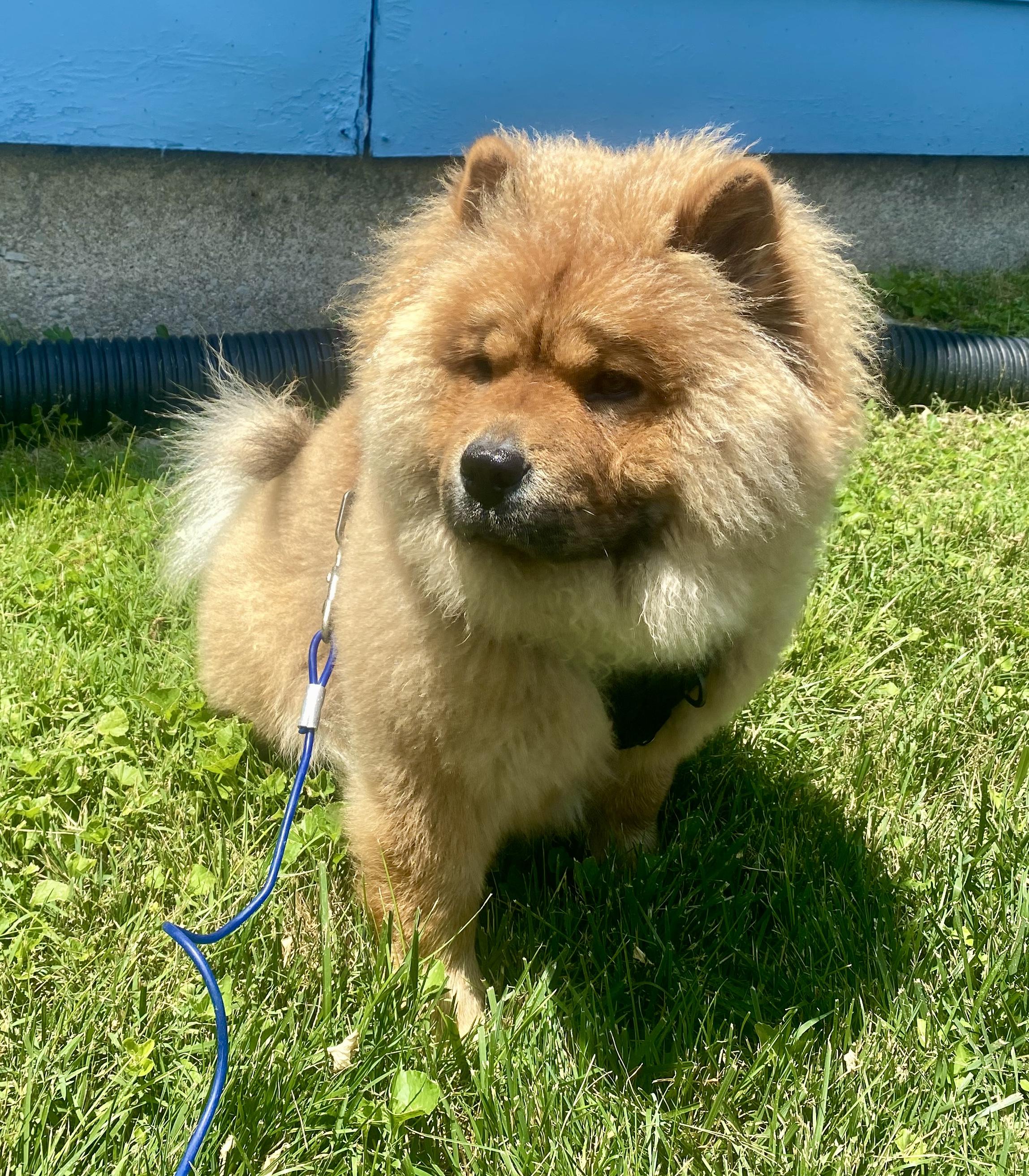 Luna, a Adoptable Chow Chow in Saint Louis, MO image 1/4