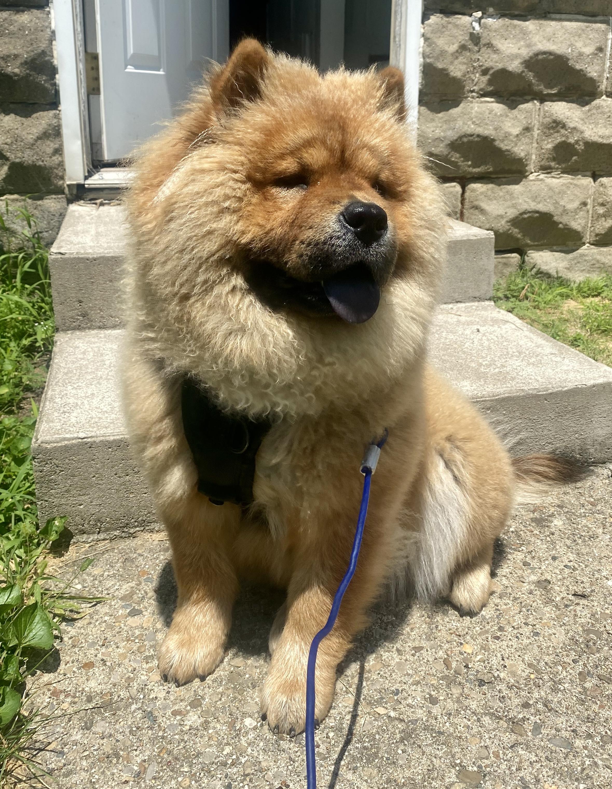 Luna, a Adoptable Chow Chow in Saint Louis, MO image 2/4