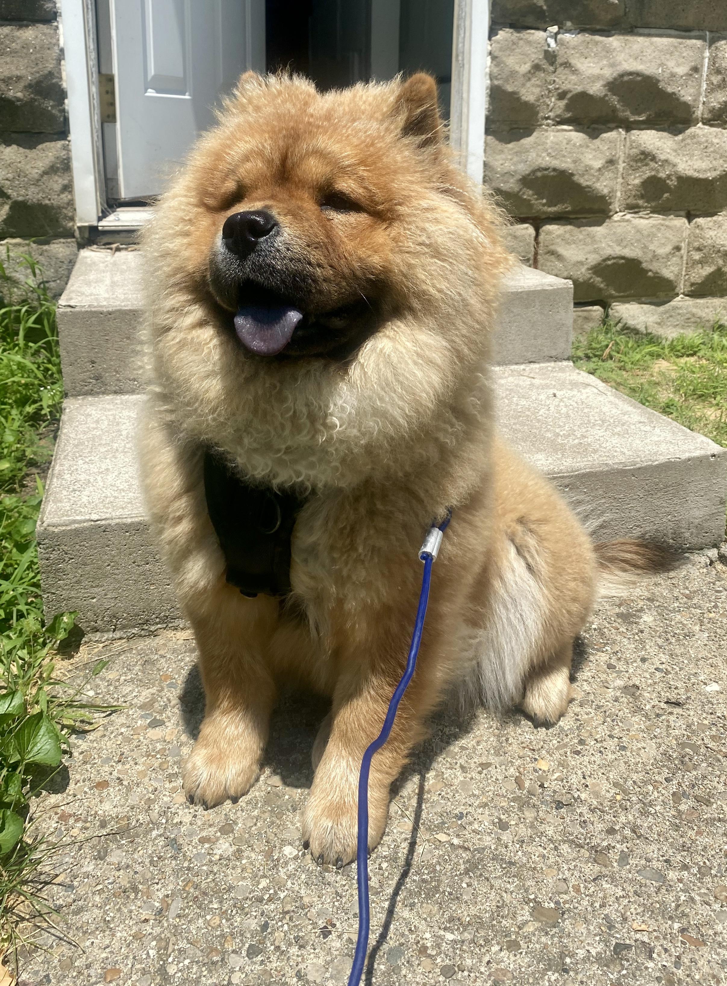 Luna, a Adoptable Chow Chow in Saint Louis, MO image 3/4