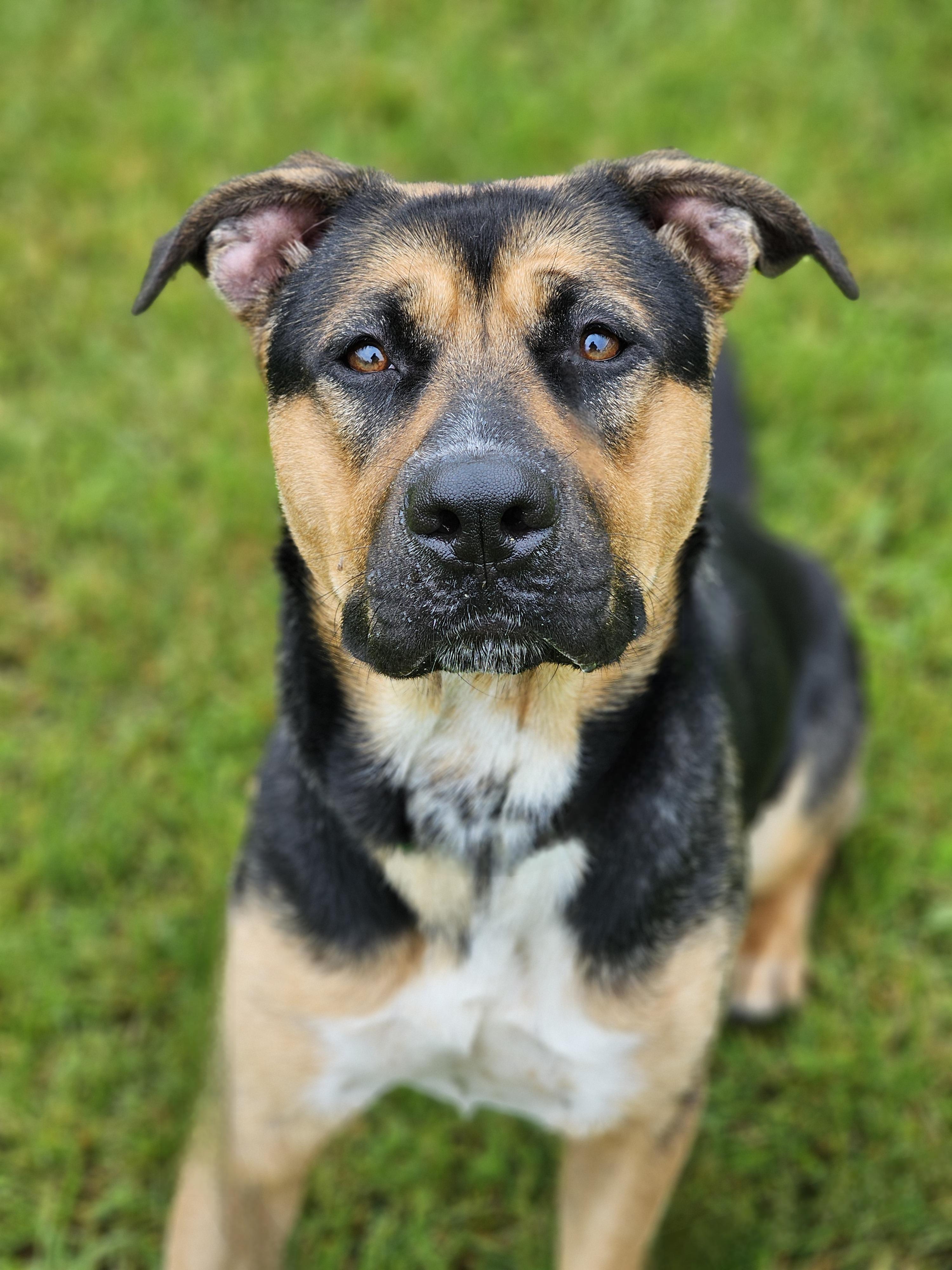 Enlarge Athena, an adopted mixed breed in Bowmanville, ON image 3/4