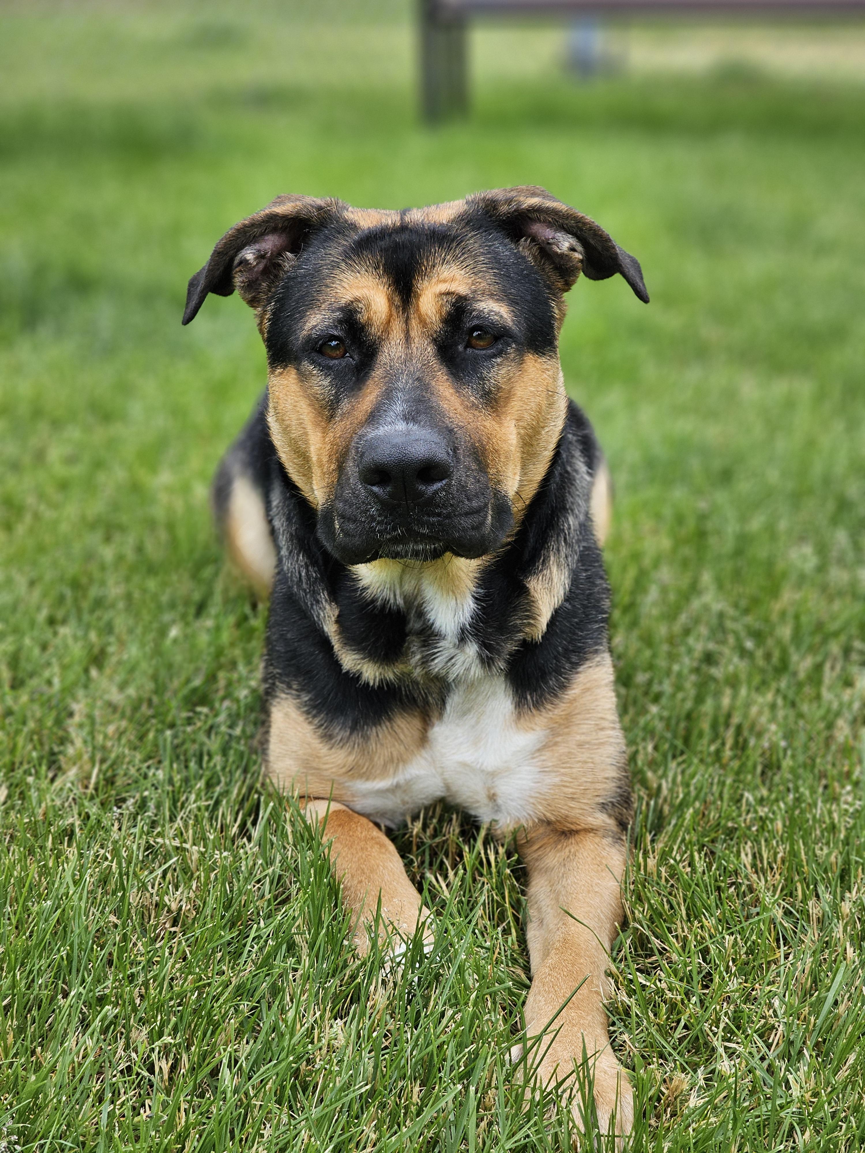 Enlarge Athena, an adopted mixed breed in Bowmanville, ON image 2/4