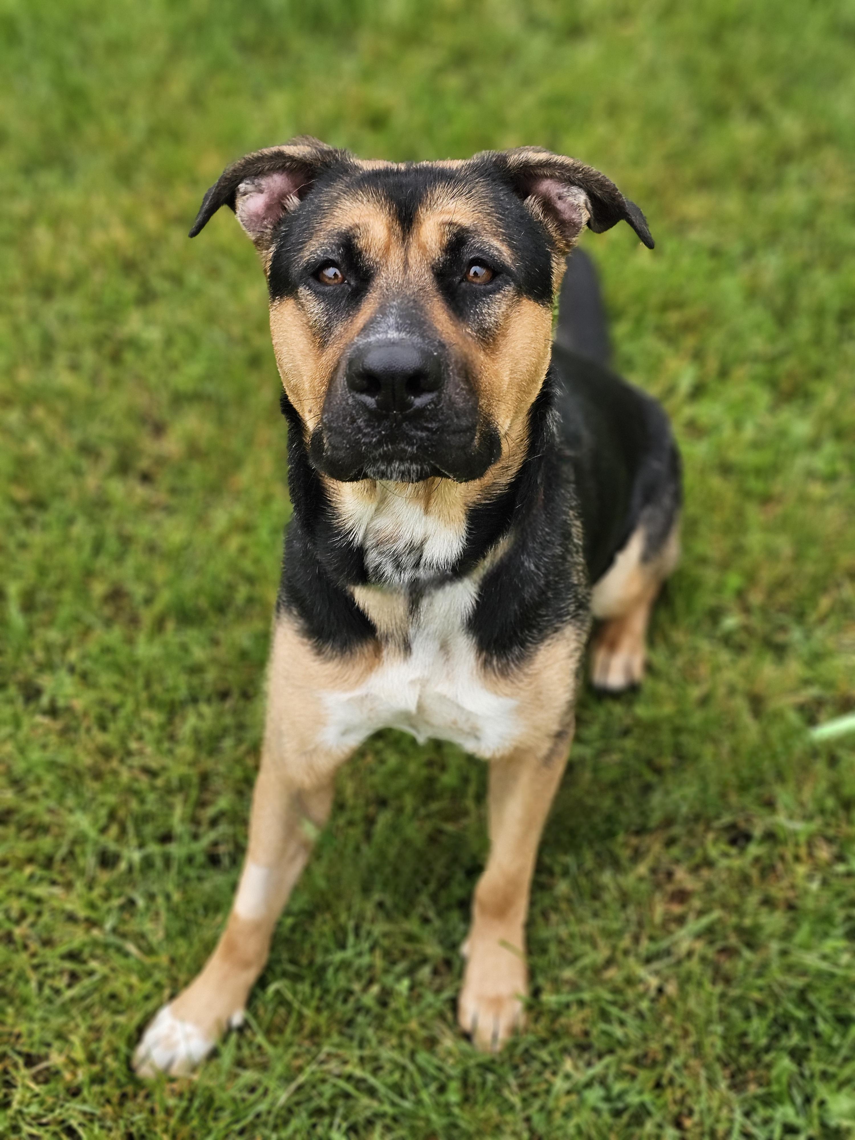 Athena, adopted, Adult Female German Shepherd Dog & Labrador Retriever.