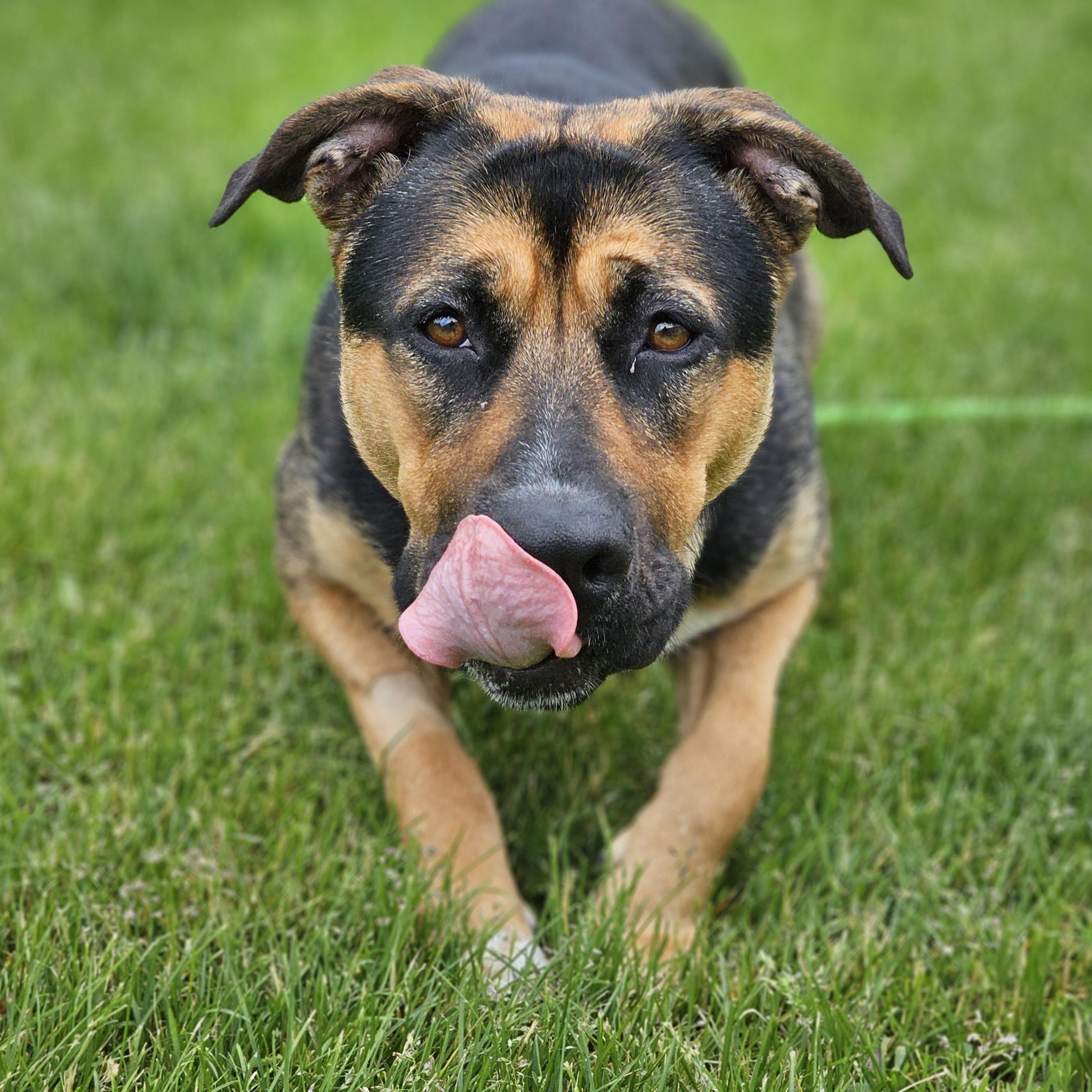 Enlarge Athena, an adopted mixed breed in Bowmanville, ON image 4/4
