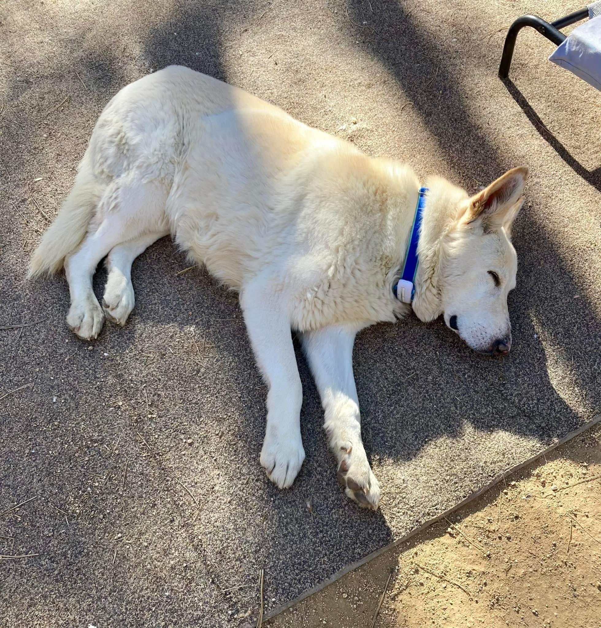 Enlarge Fritz, a Adopted German Shepherd Dog in Prescott, AZ image 1/5
