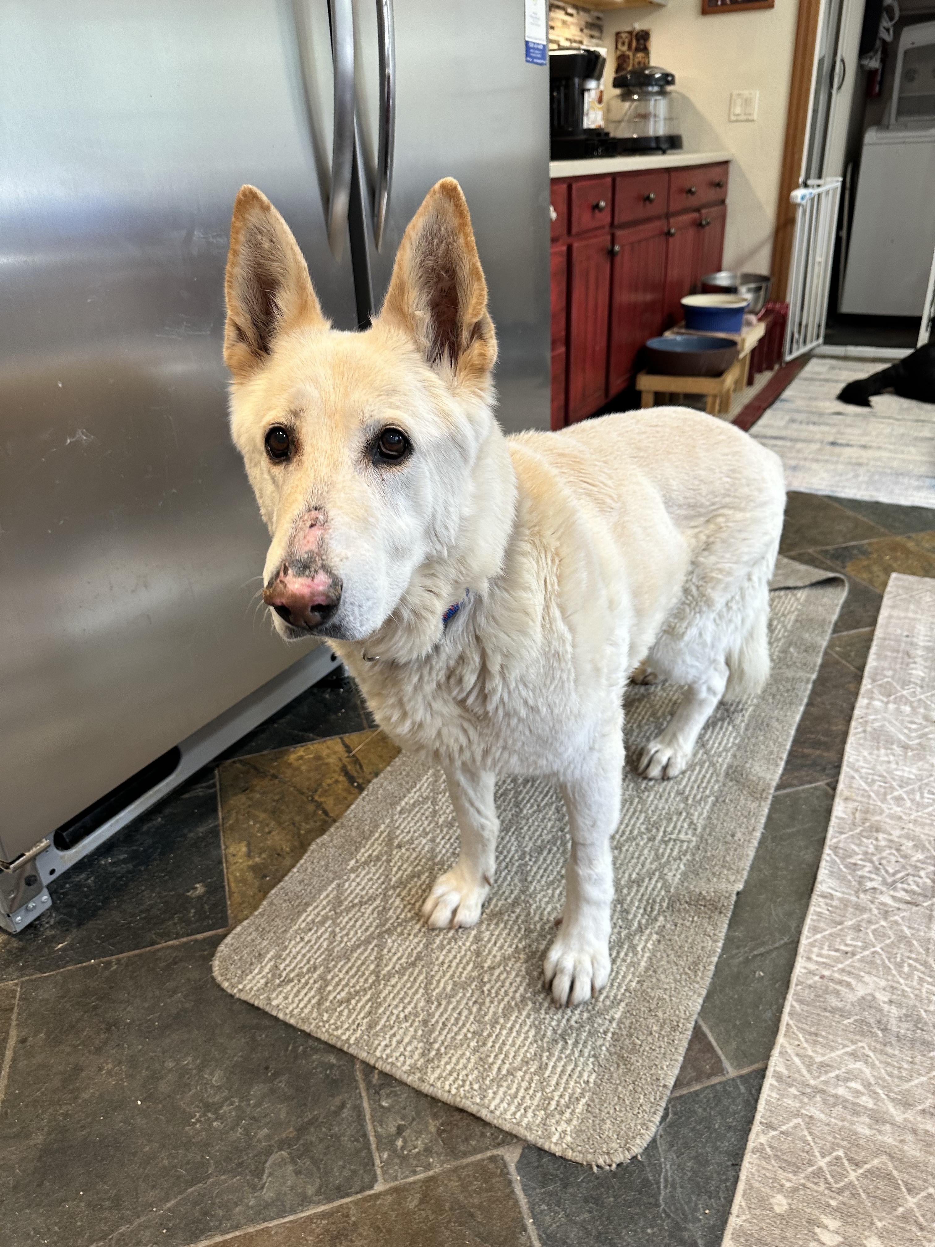 Enlarge Fritz, a Adopted German Shepherd Dog in Prescott, AZ image 2/5