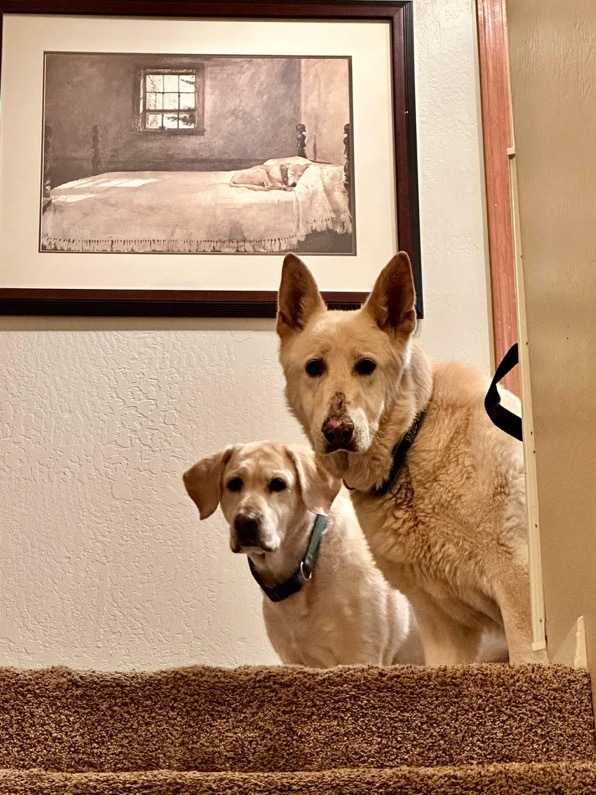 Enlarge Fritz, a Adopted German Shepherd Dog in Prescott, AZ image 3/5