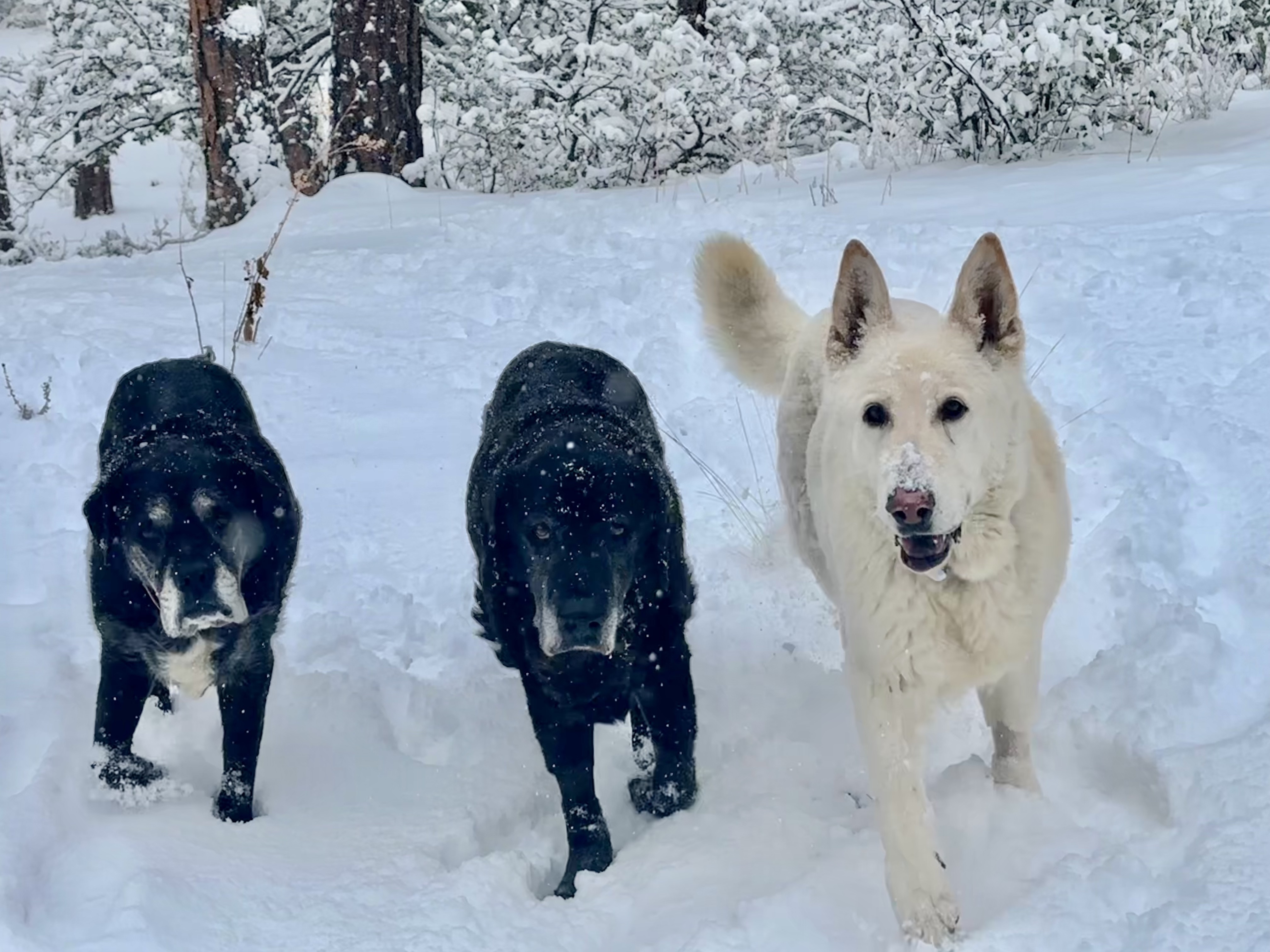 Enlarge Fritz, a Adopted German Shepherd Dog in Prescott, AZ image 4/5