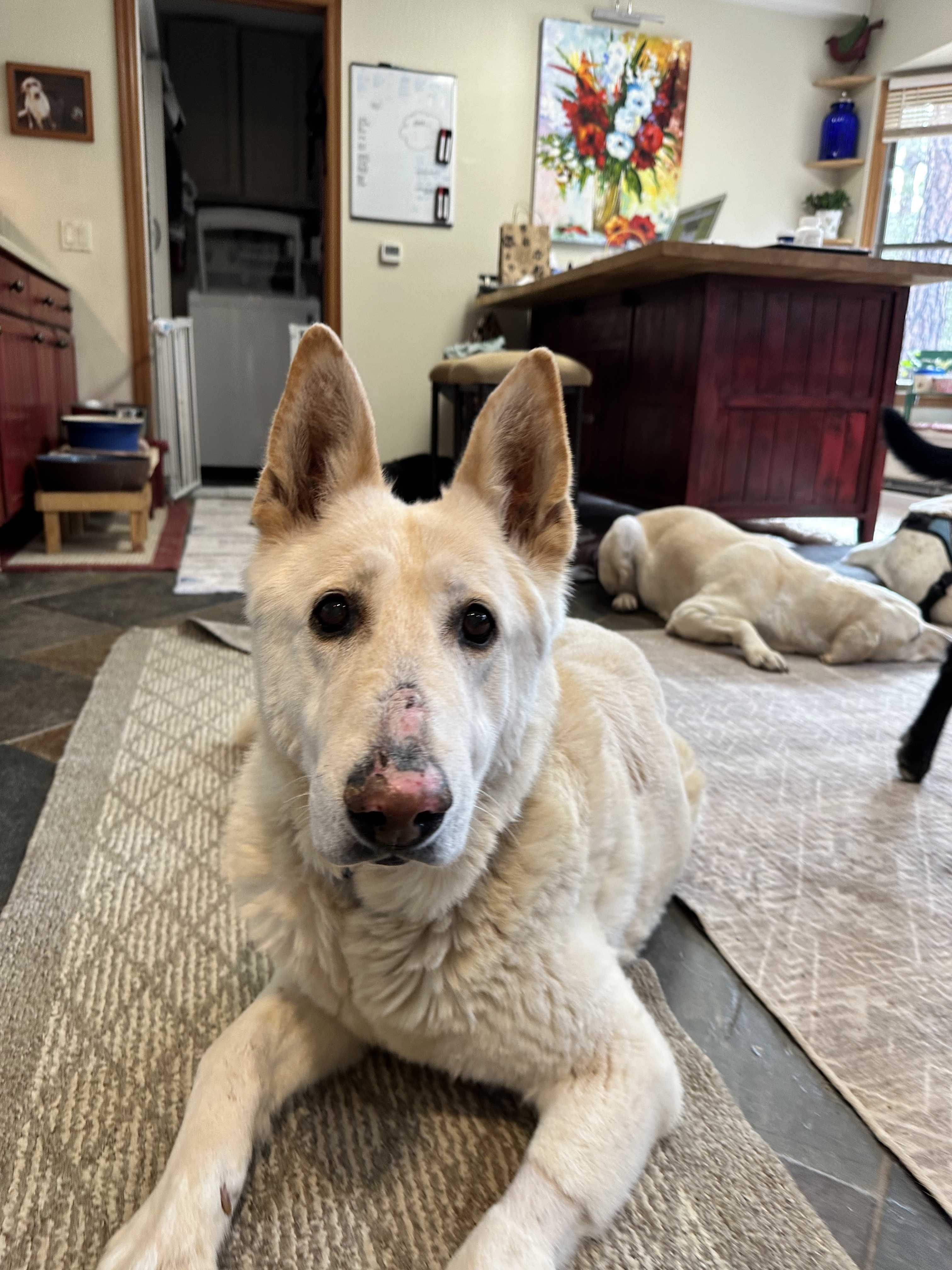 Enlarge Fritz, a Adopted German Shepherd Dog in Prescott, AZ image 5/5