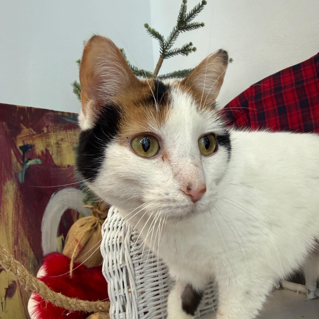 Goody Goody Gumdrop 55829, Adoptable, Adult Female Domestic Short Hair & Domestic Short Hair.