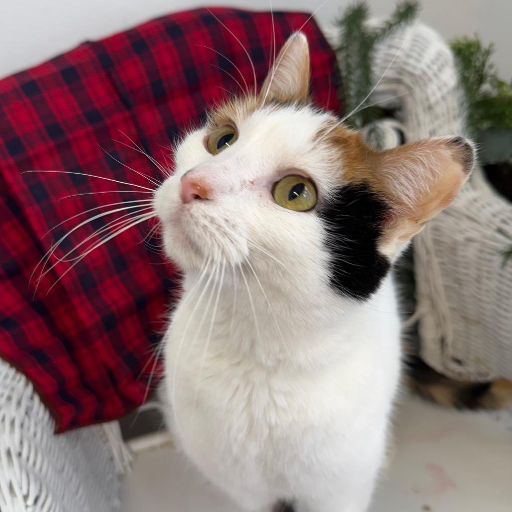 Goody Goody Gumdrop 55829, a Adoptable mixed breed in Lansing, MI image 2/5