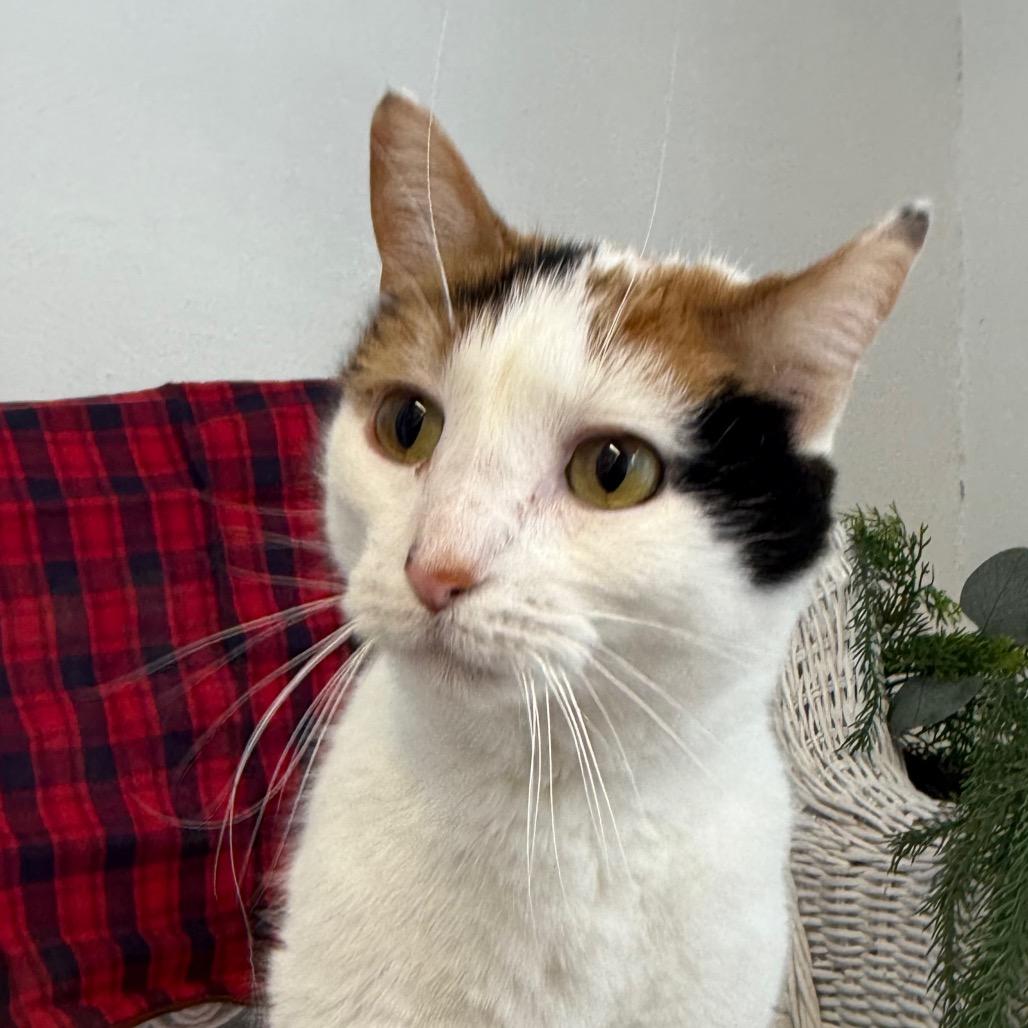 Goody Goody Gumdrop 55829, a Adoptable mixed breed in Lansing, MI image 3/5