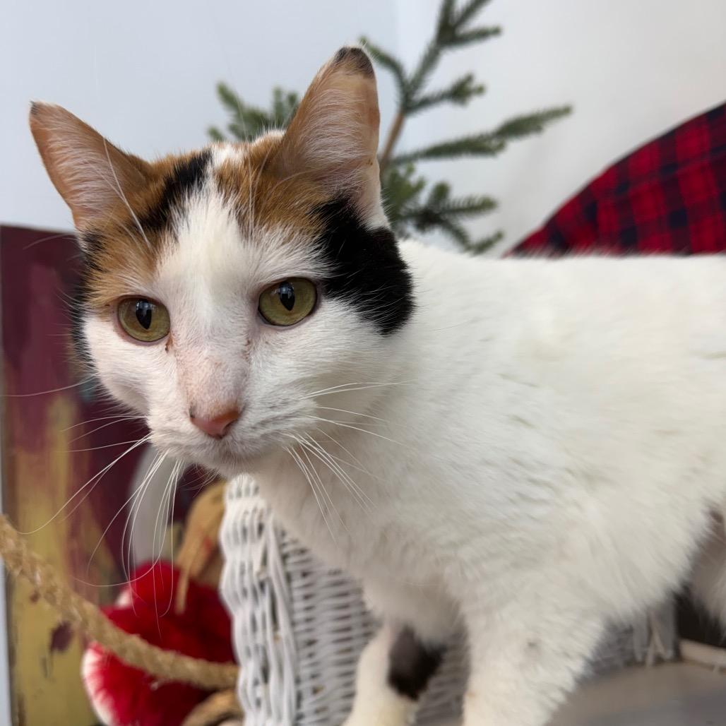 Goody Goody Gumdrop 55829, a Adoptable mixed breed in Lansing, MI image 4/5