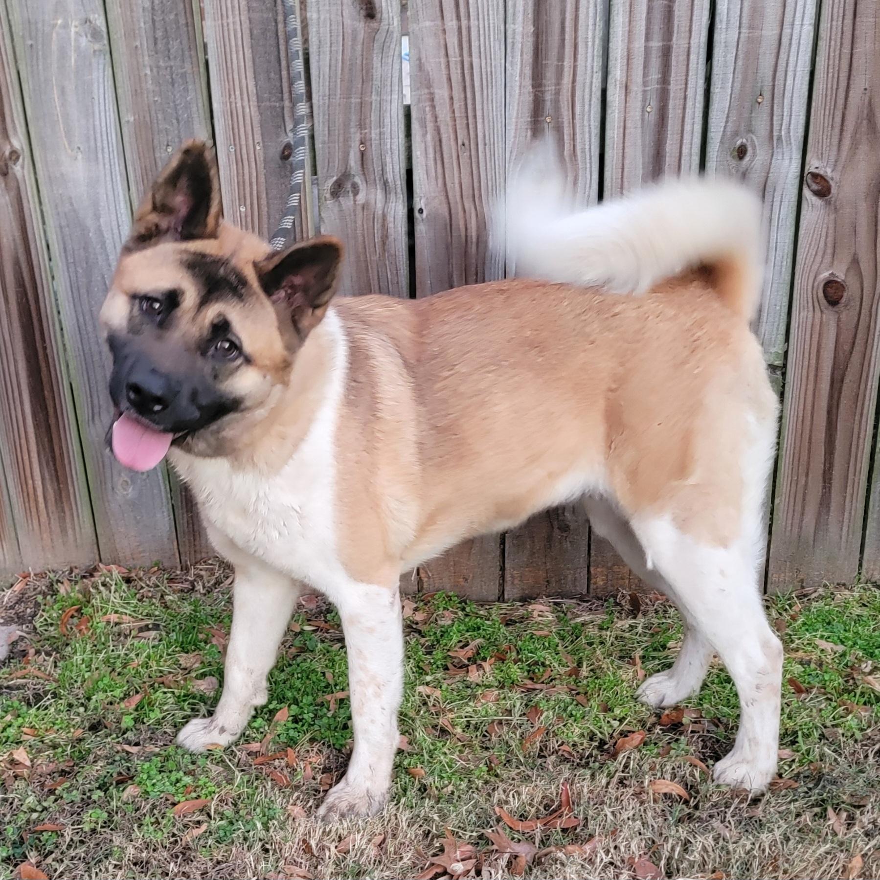 Enlarge Hazel & Bear, a Adopted Akita in Chesapeake, VA image 2/5