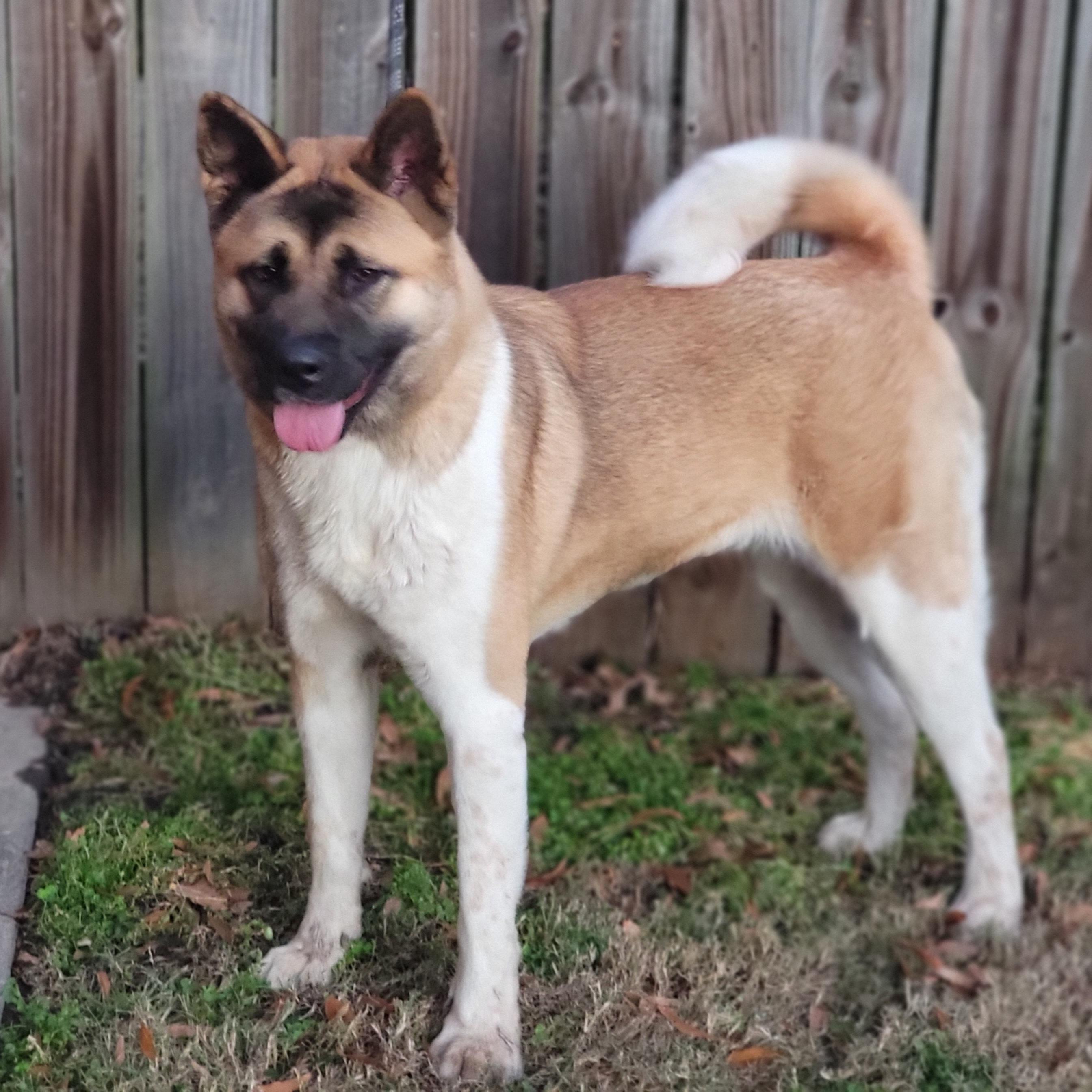 Enlarge Hazel & Bear, a Adopted Akita in Chesapeake, VA image 3/5