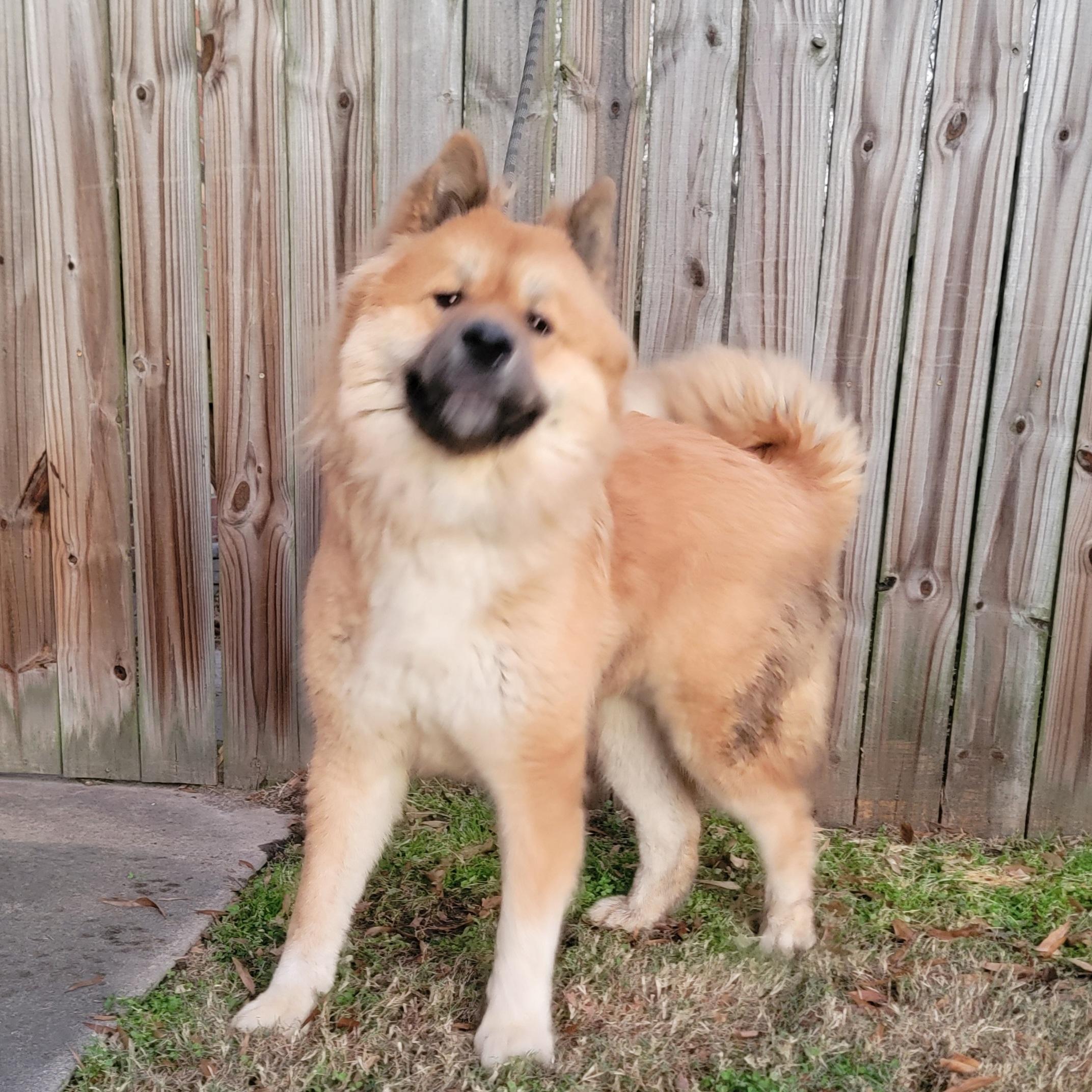 Enlarge Hazel & Bear, a Adopted Akita in Chesapeake, VA image 4/5