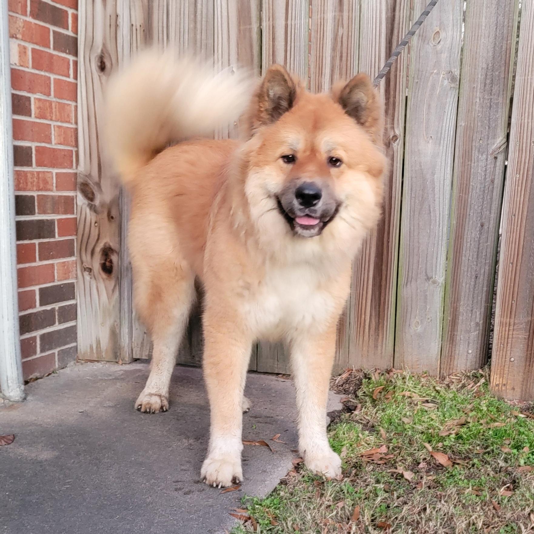 Enlarge Hazel & Bear, a Adopted Akita in Chesapeake, VA image 5/5