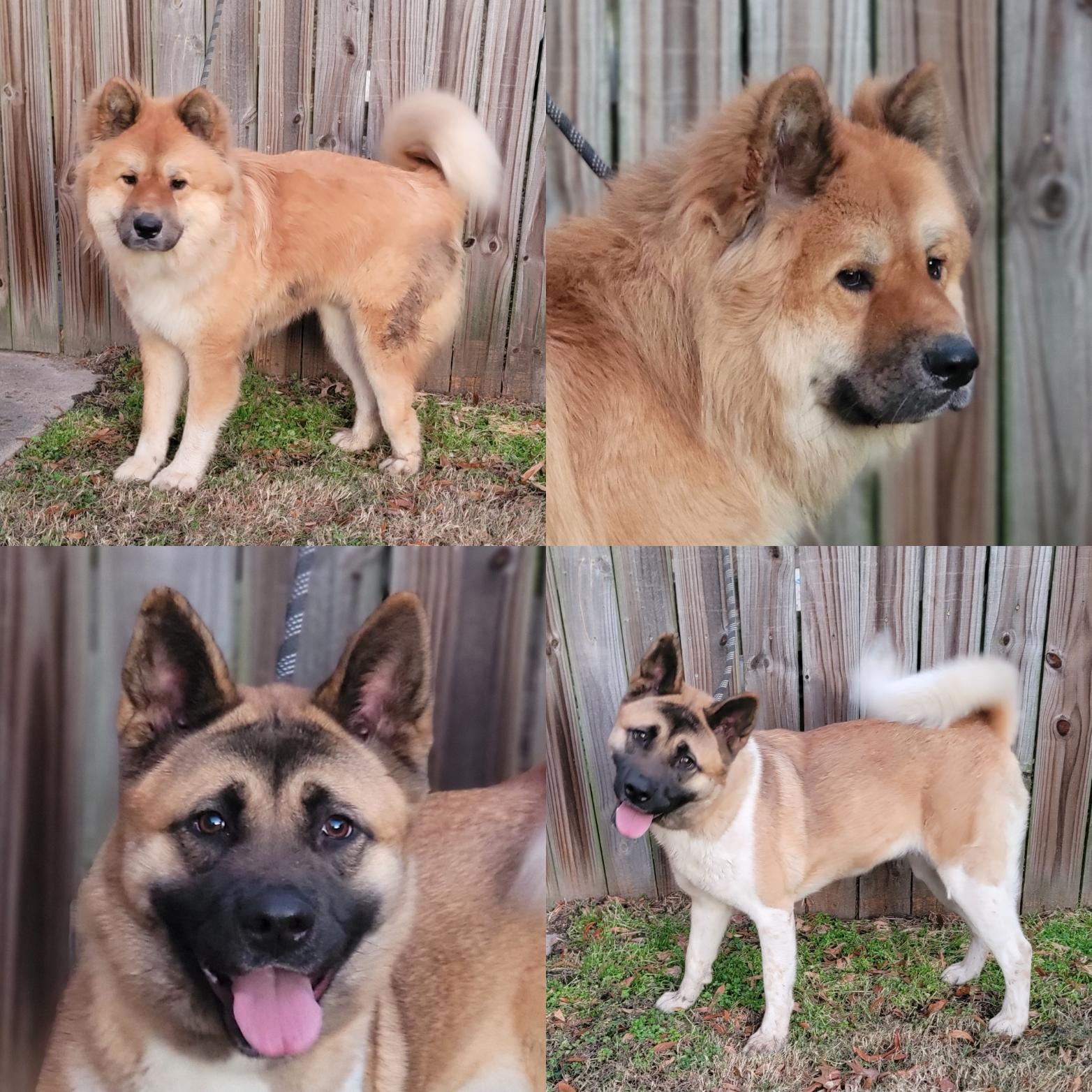 Hazel & Bear, Adopted, Young Male Akita.