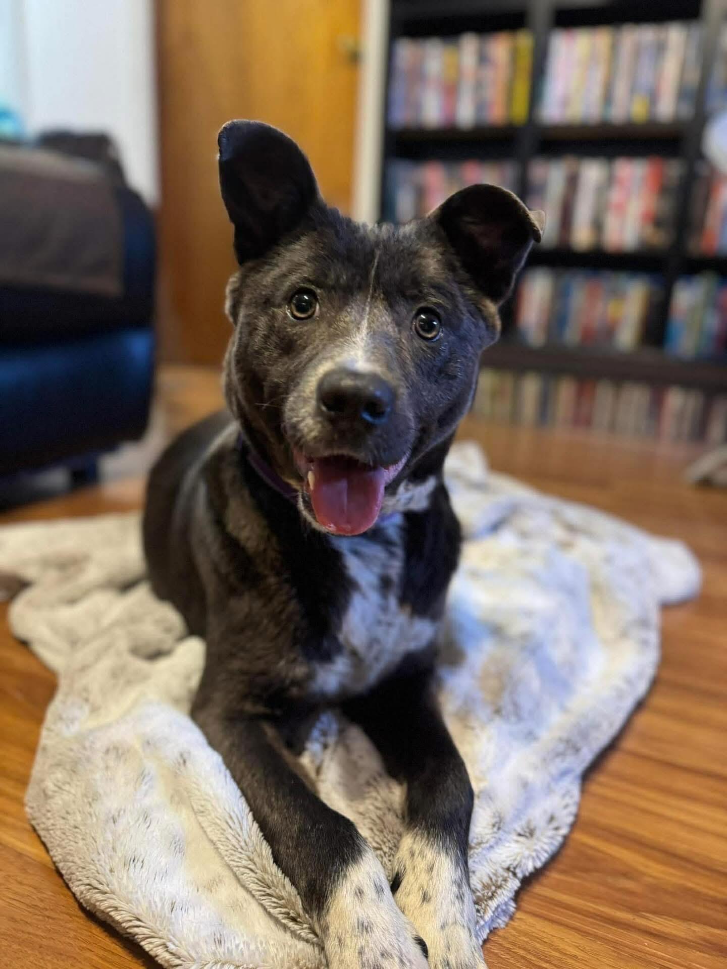 Enlarge Trevor, an adopted Mixed Breed in Highland, NY image 1/4