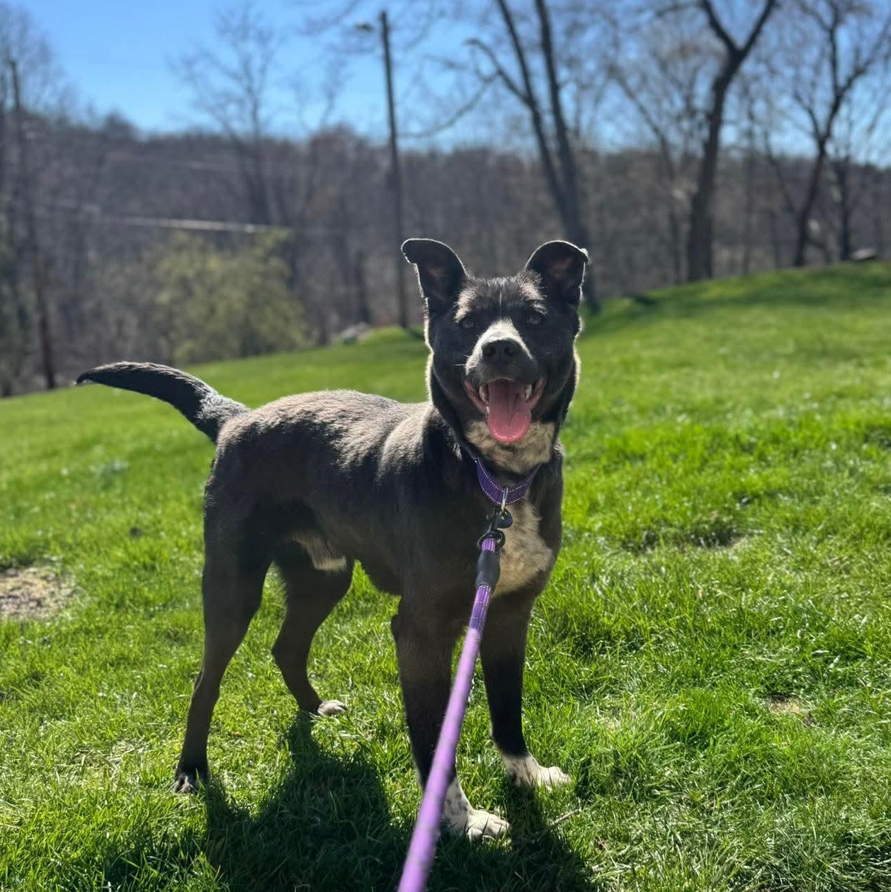 Enlarge Trevor, an adopted Mixed Breed in Highland, NY image 2/4